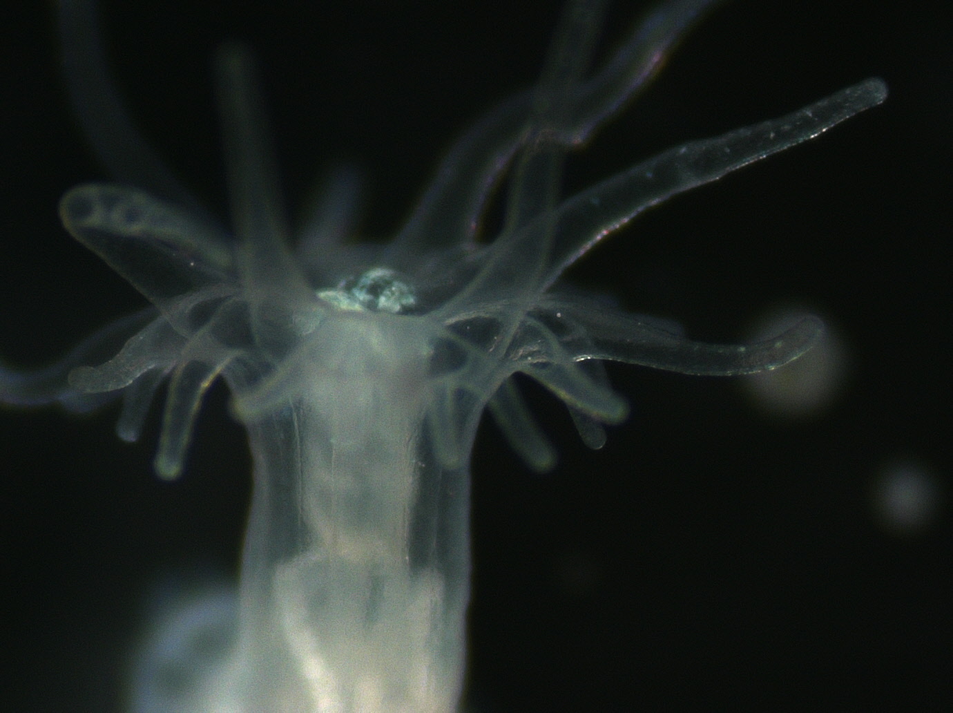 An aposymbiotic (symbiont-free) sea anemone (Exaiptasia sp.)