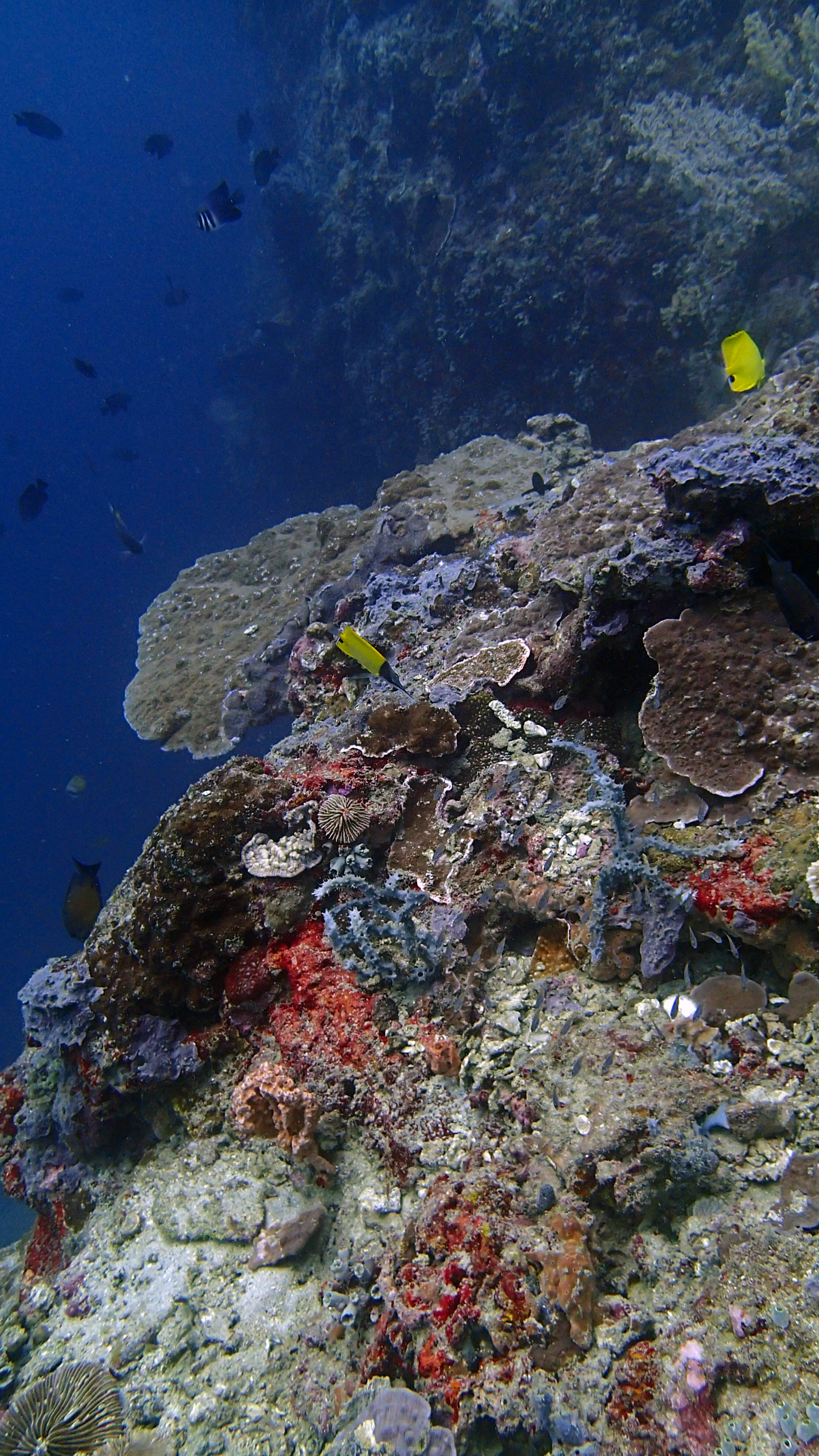 beautiful Anilao diving.jpg