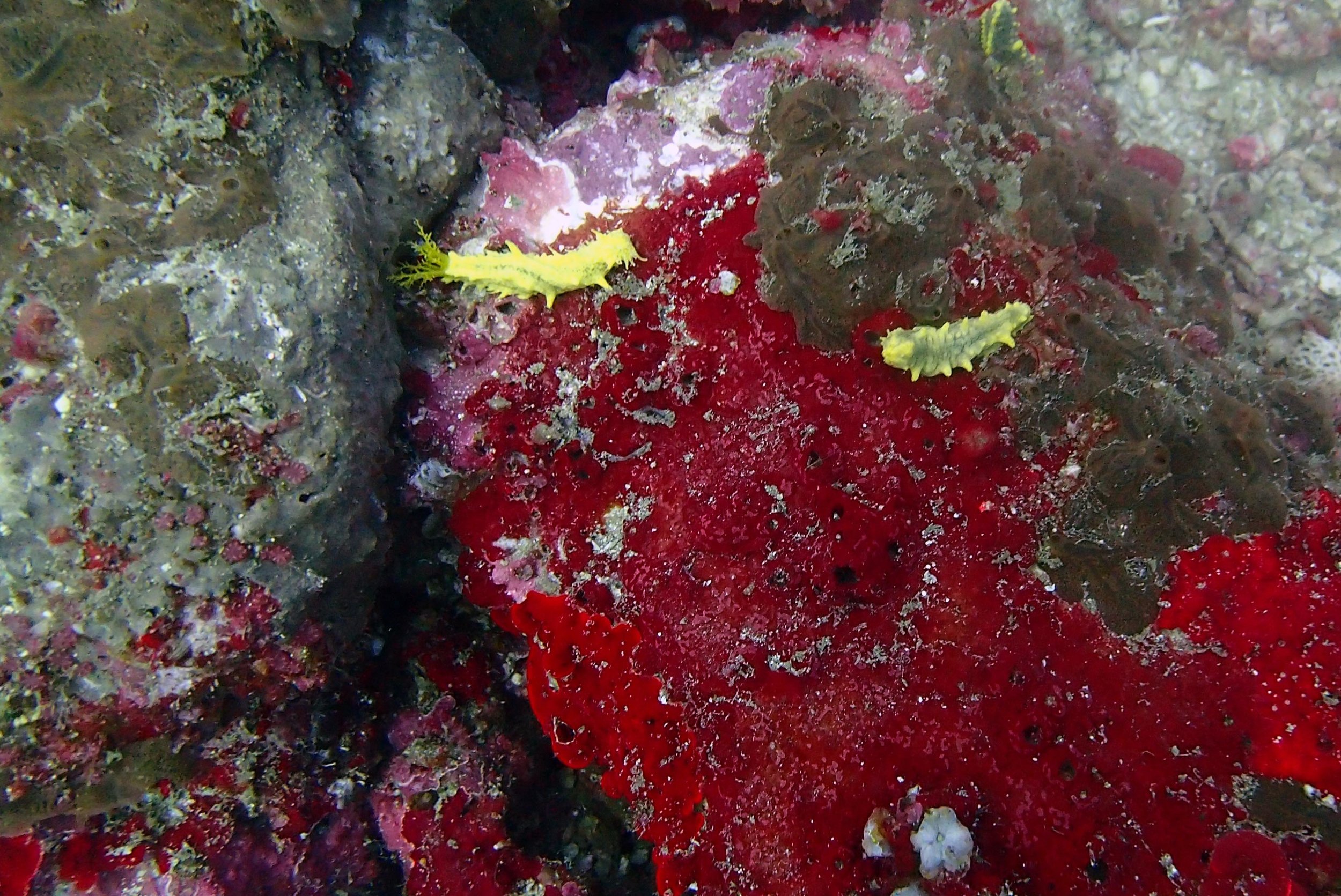 yellow sea cucumbers.jpg