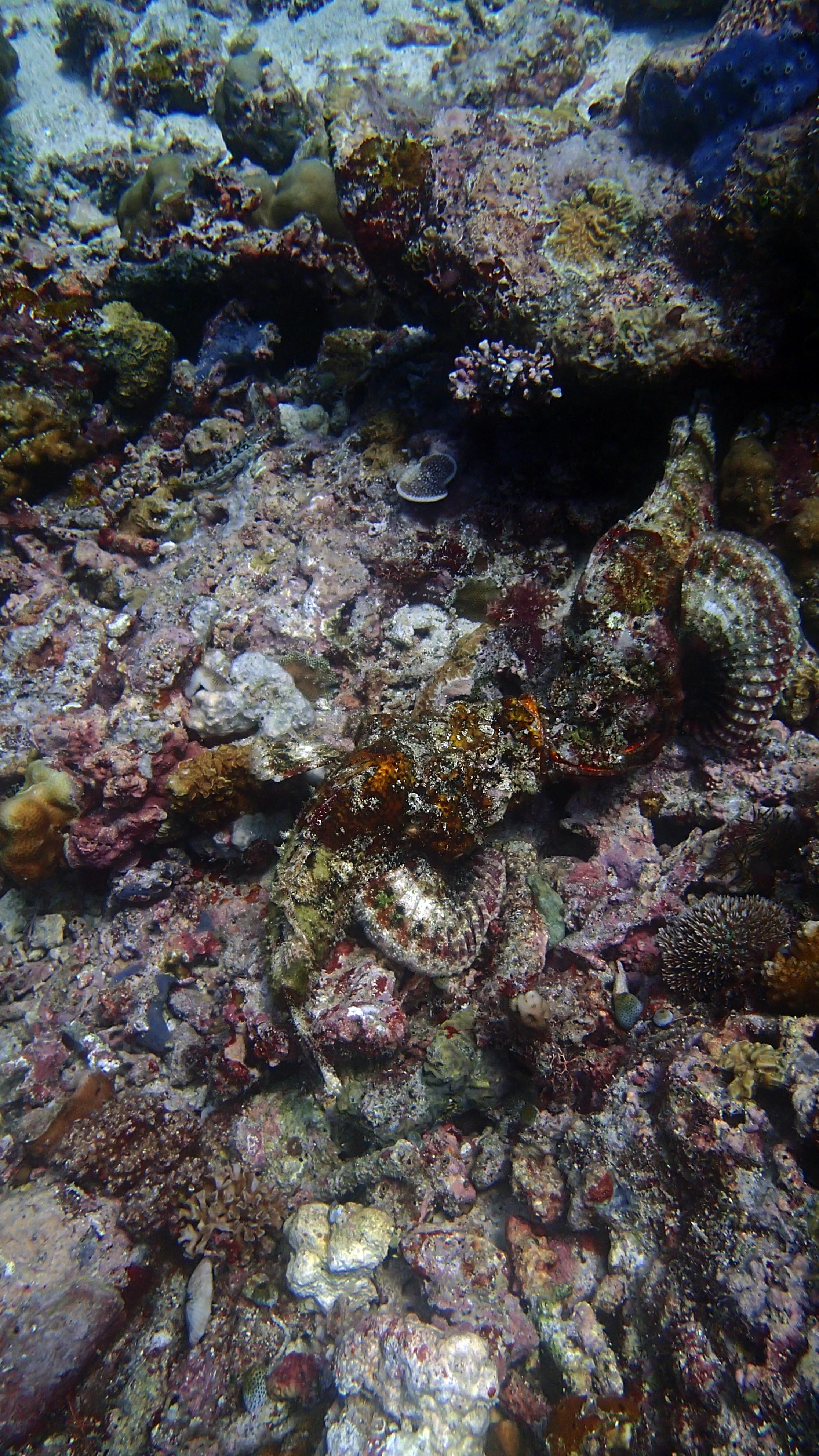 scorpionfish.jpg