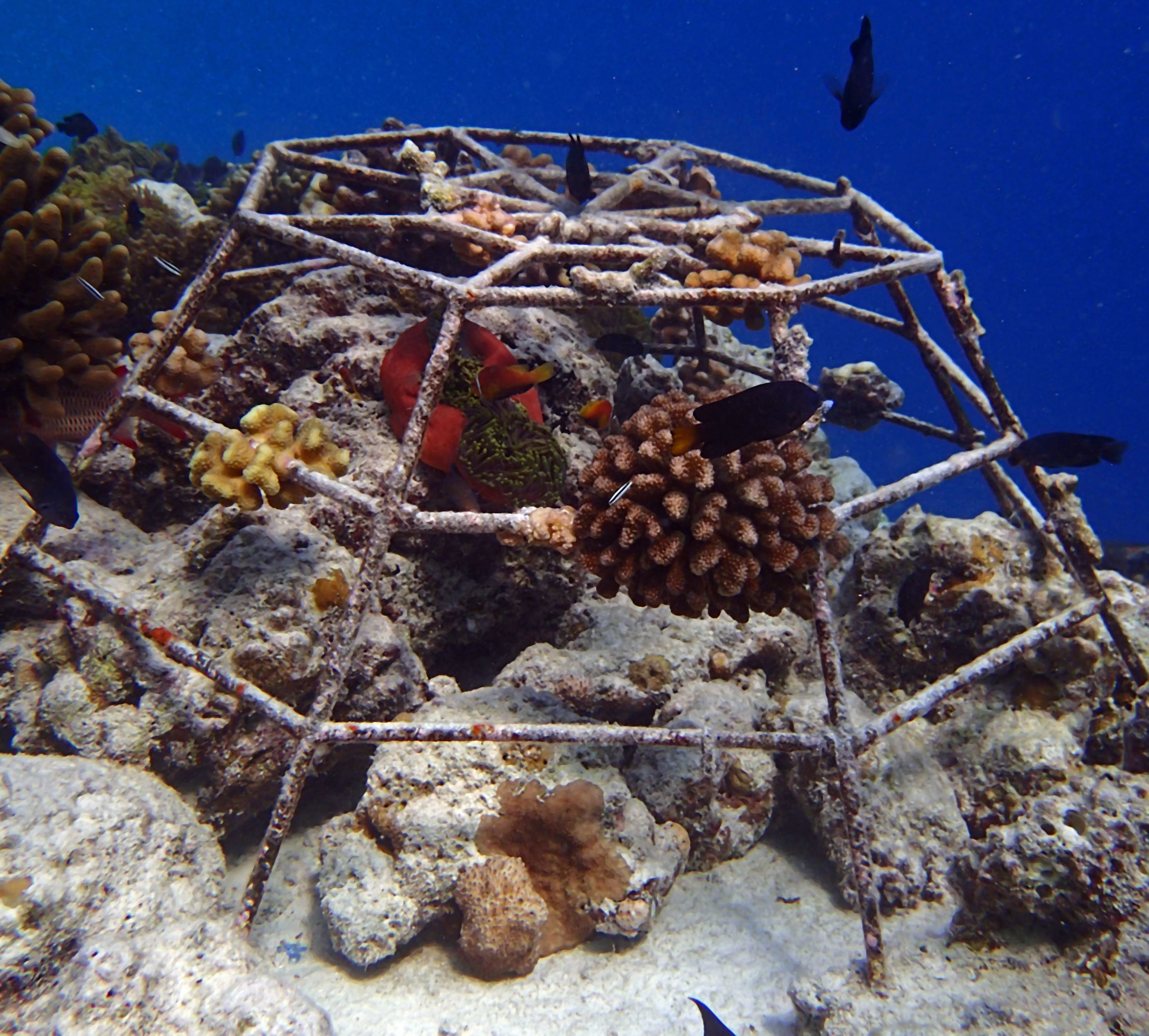 coral culture Maldives.jpg