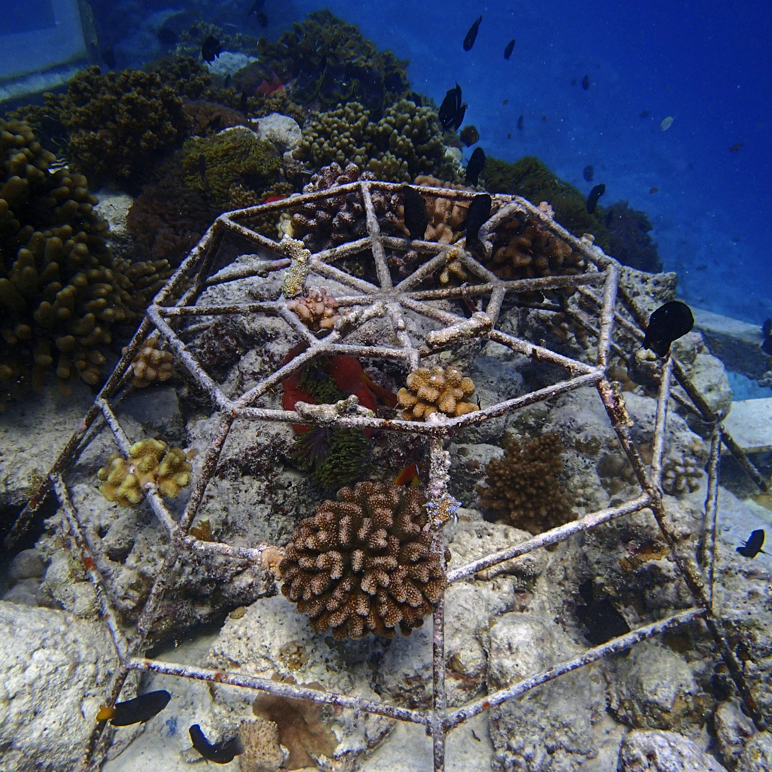 coral culture at Baa.jpg