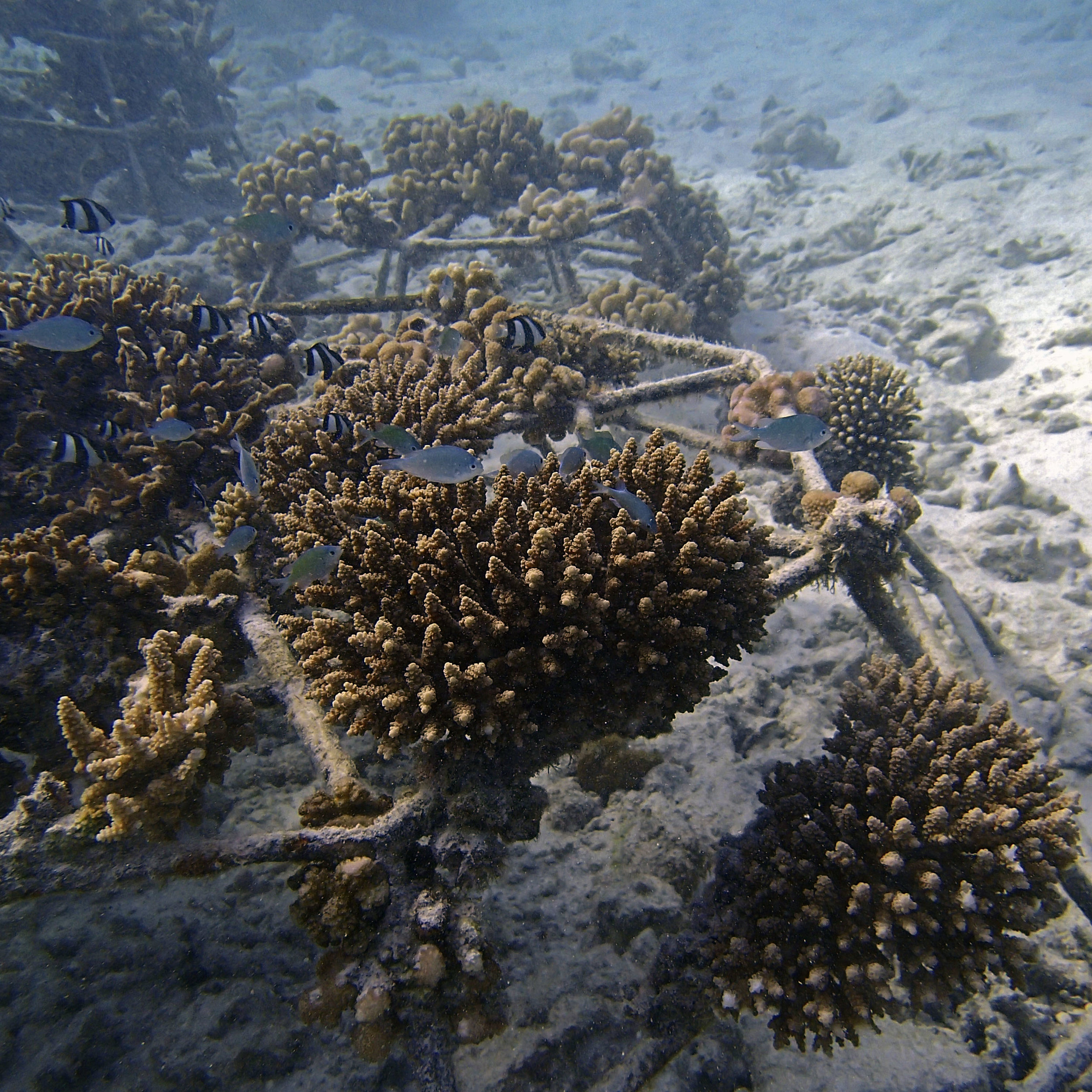 Josef's coral farm.jpg