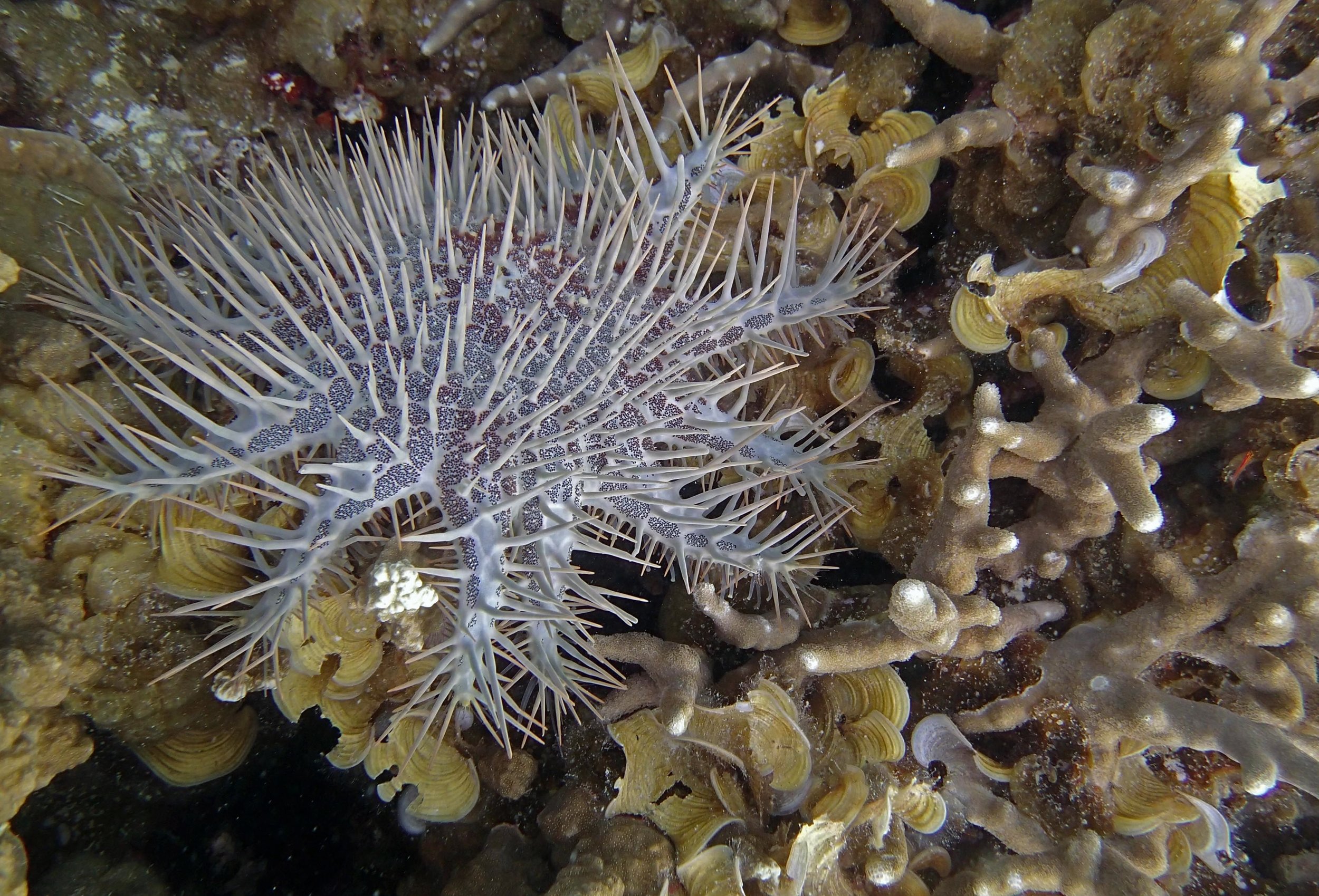 COTS Palau.jpg