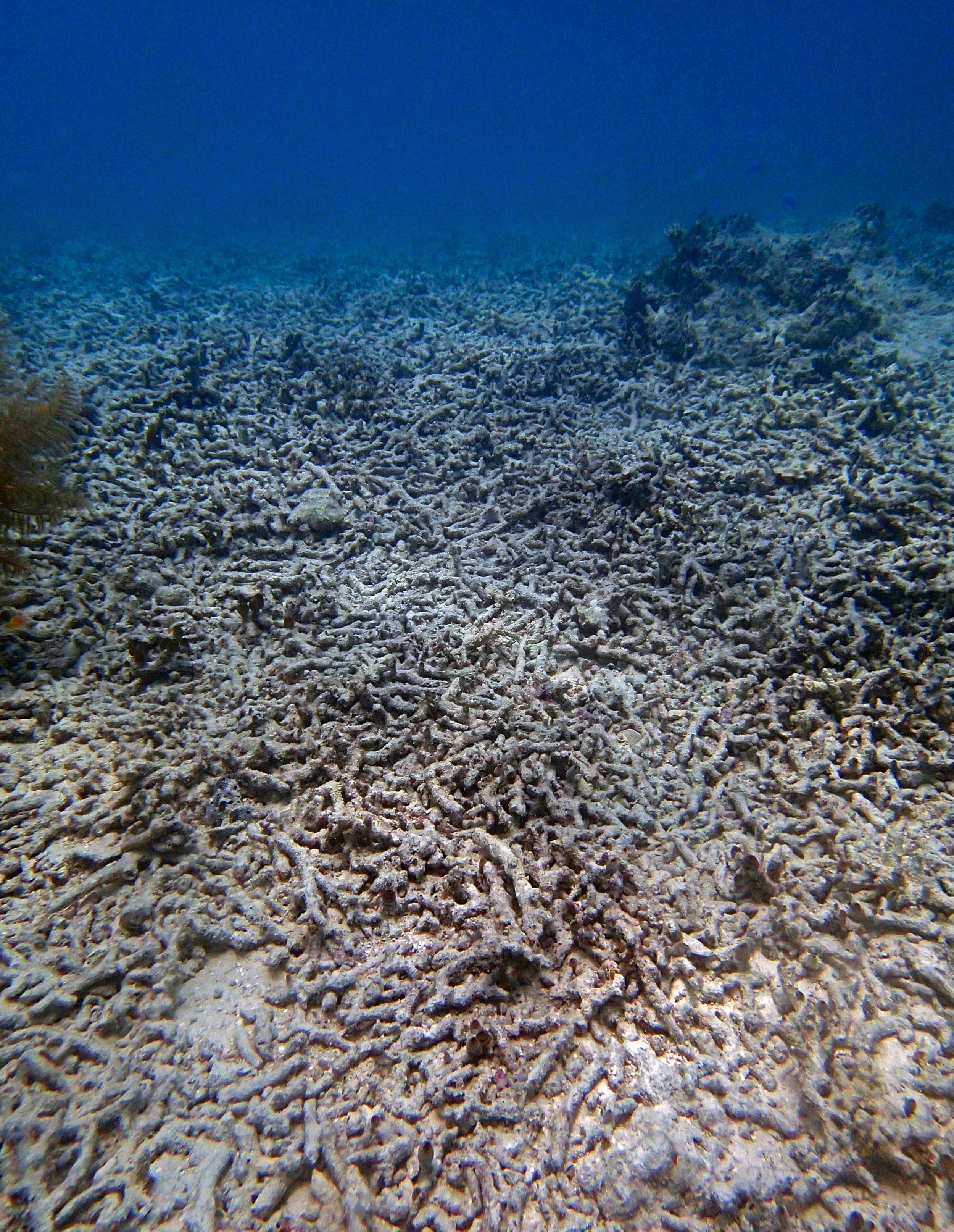 rubble reef Palau.jpg