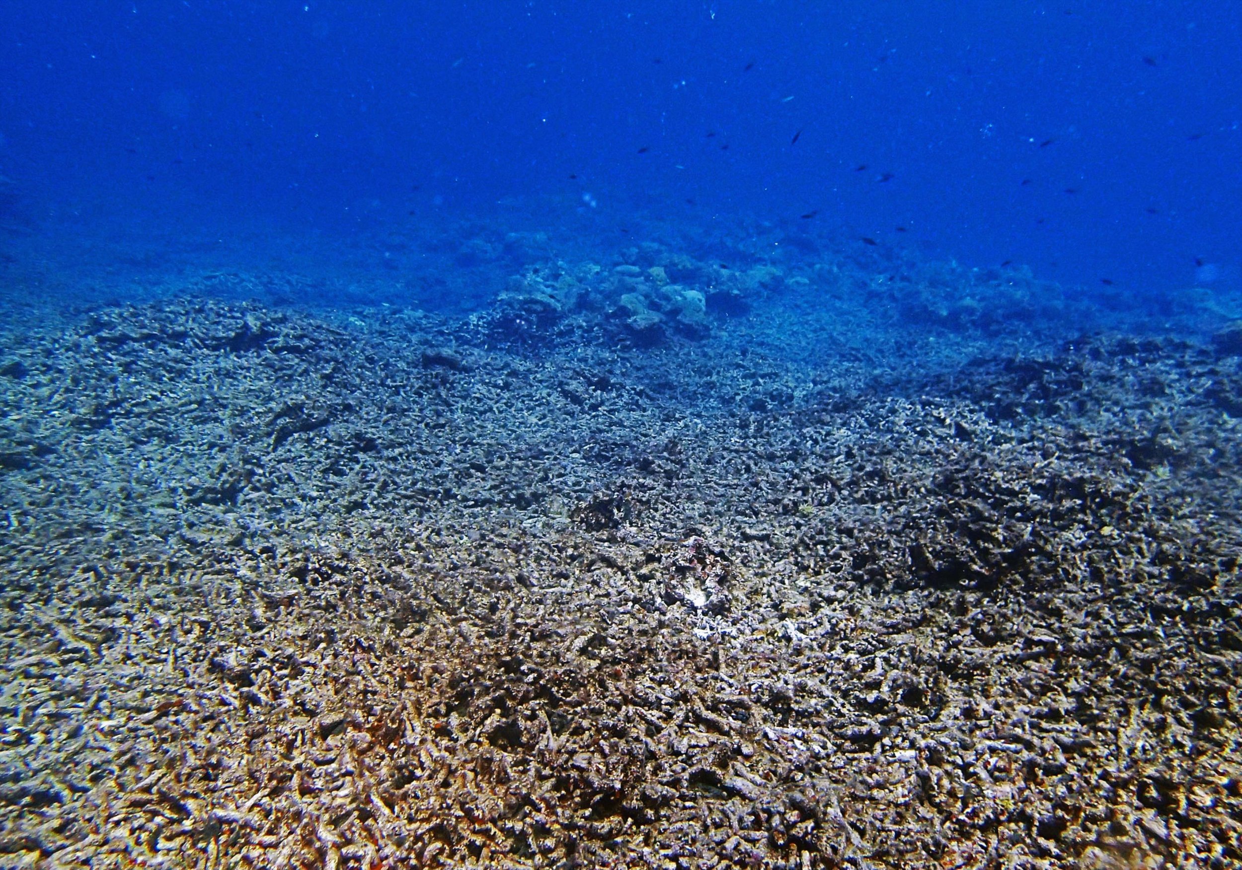 rubble reef.jpg