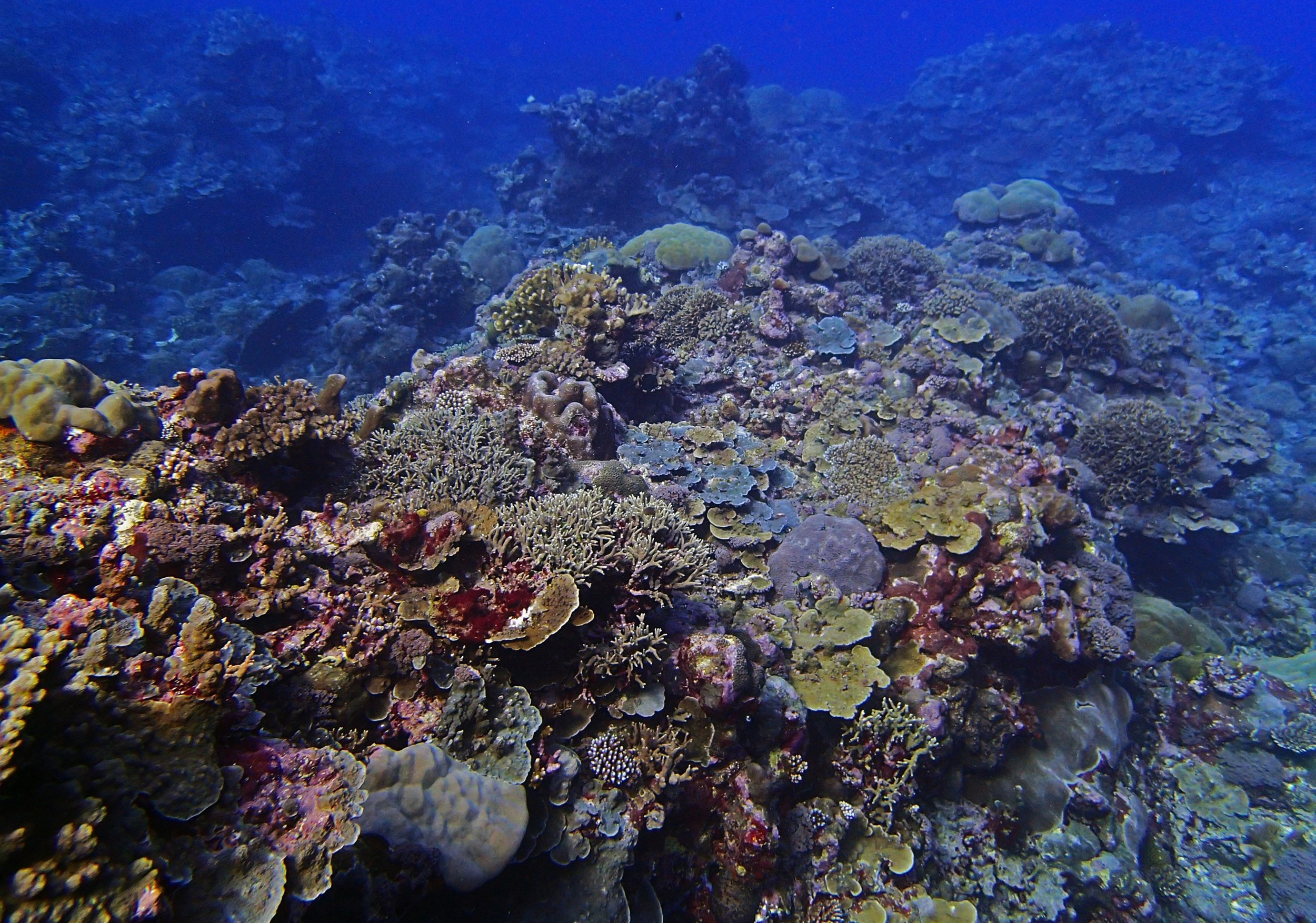 coral spur.jpg