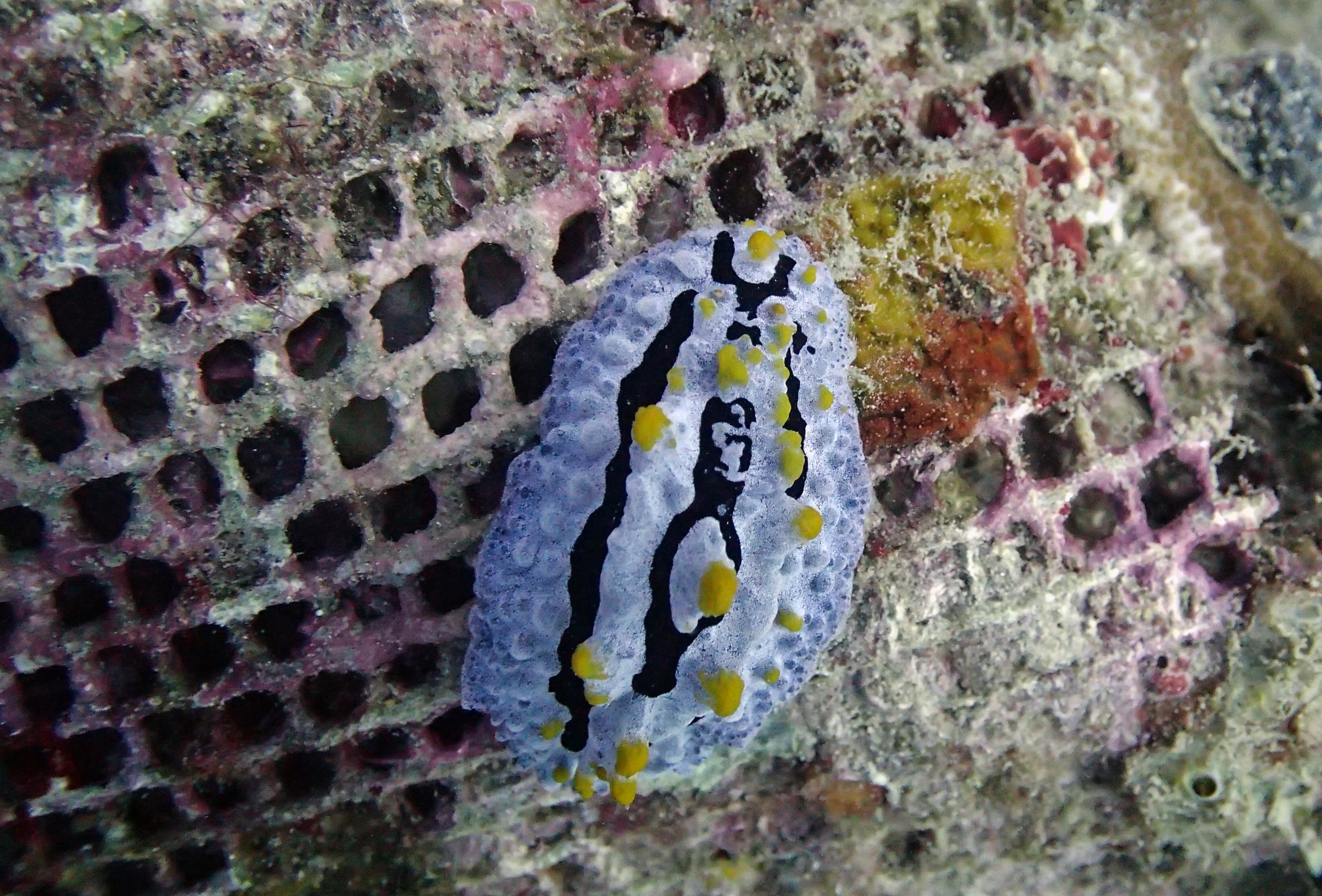 nudibranch in Philippines.jpg