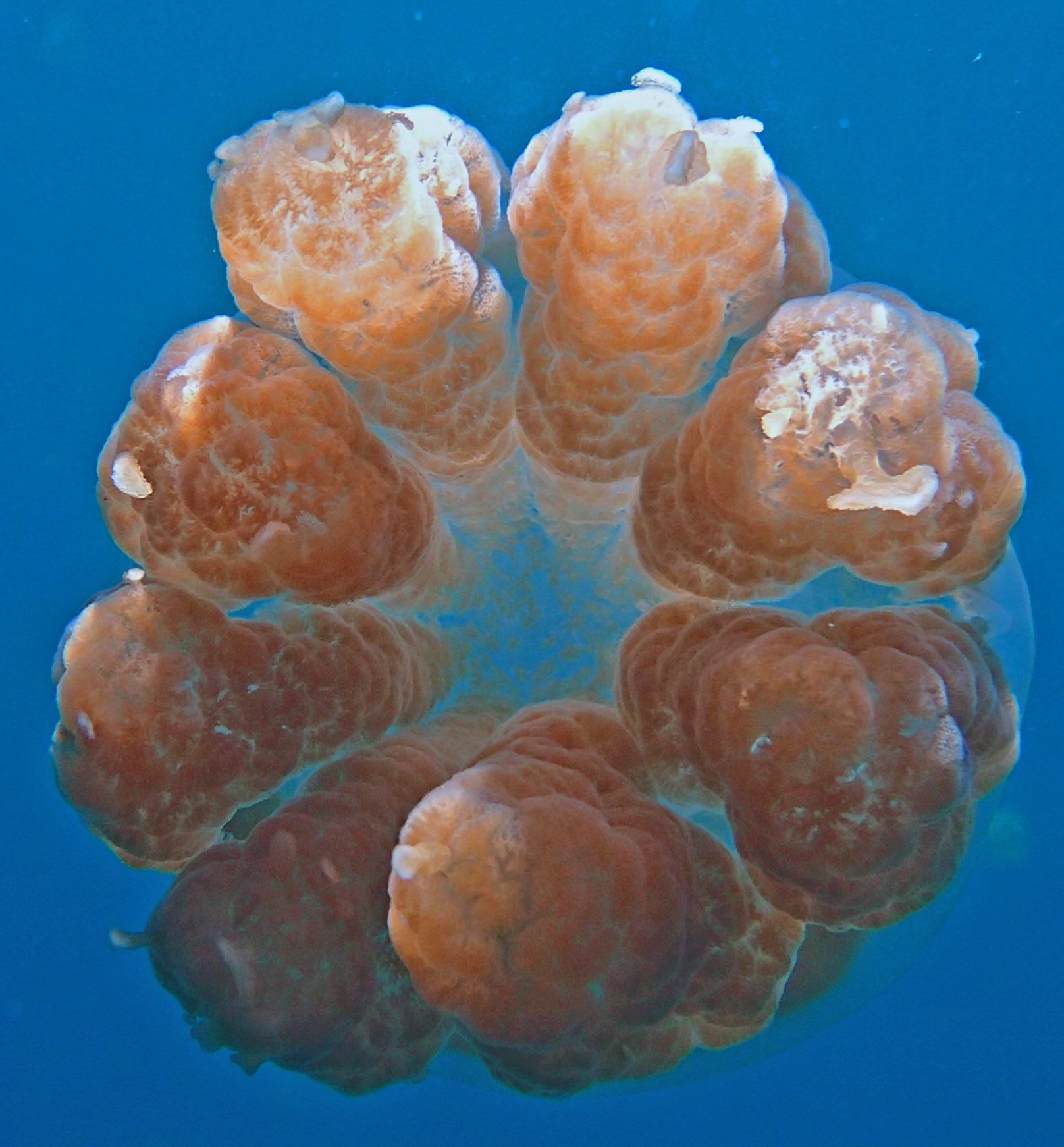 jellyfish Palau.jpg