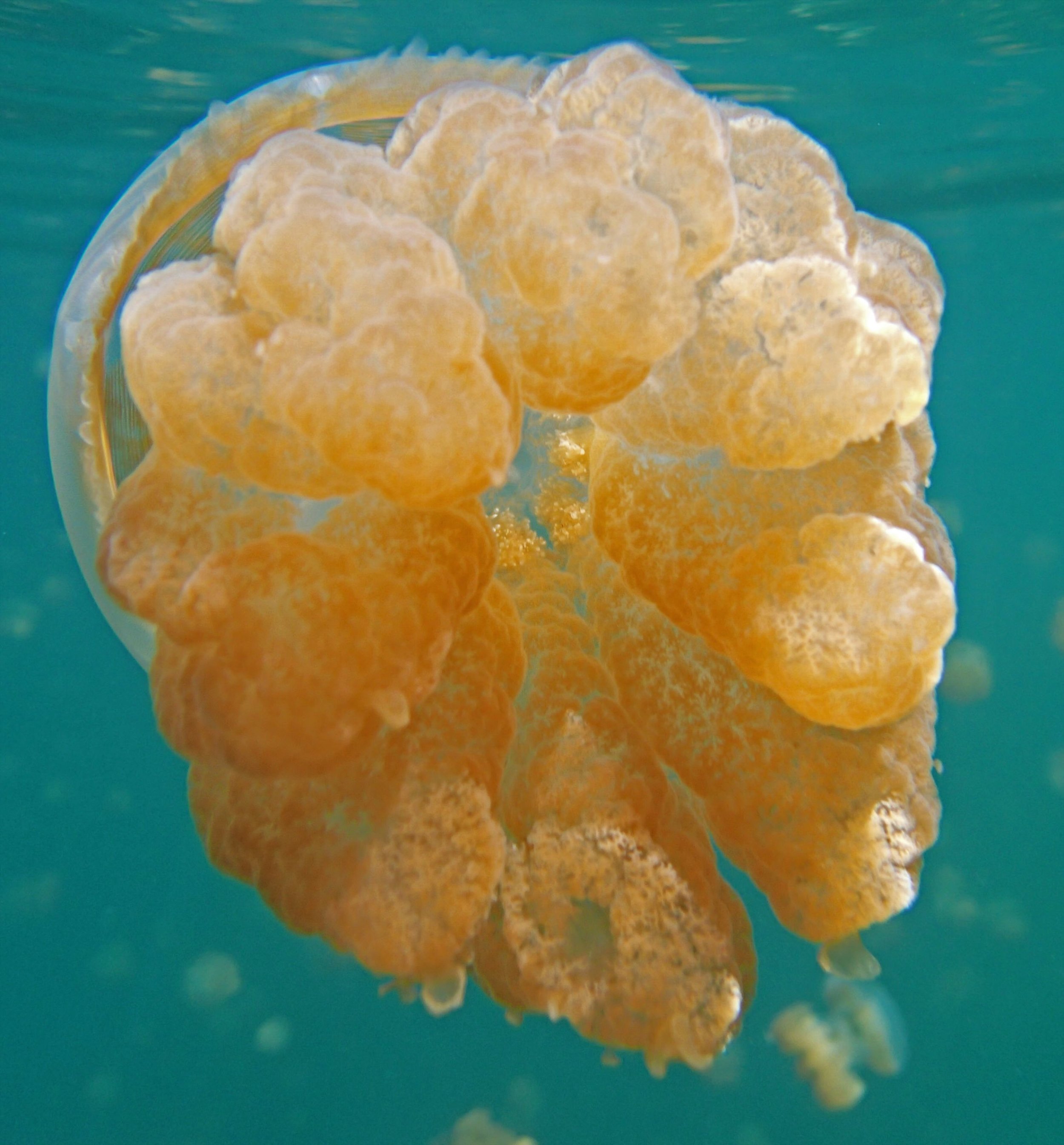 great jellyfish shot.jpg