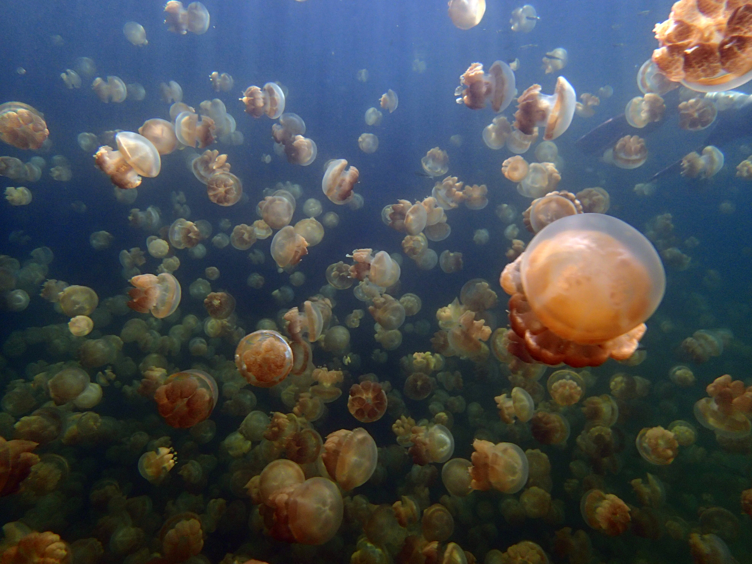 jellyfish lake.jpg