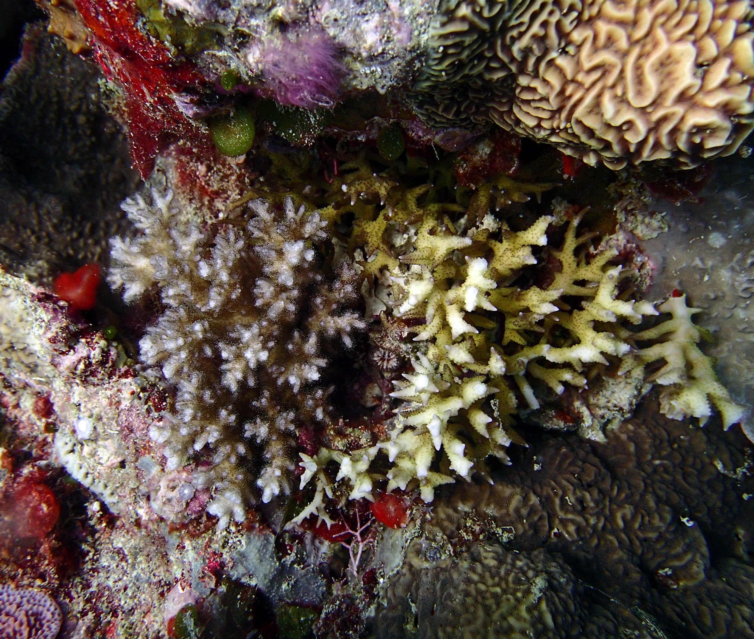 model coral.jpg
