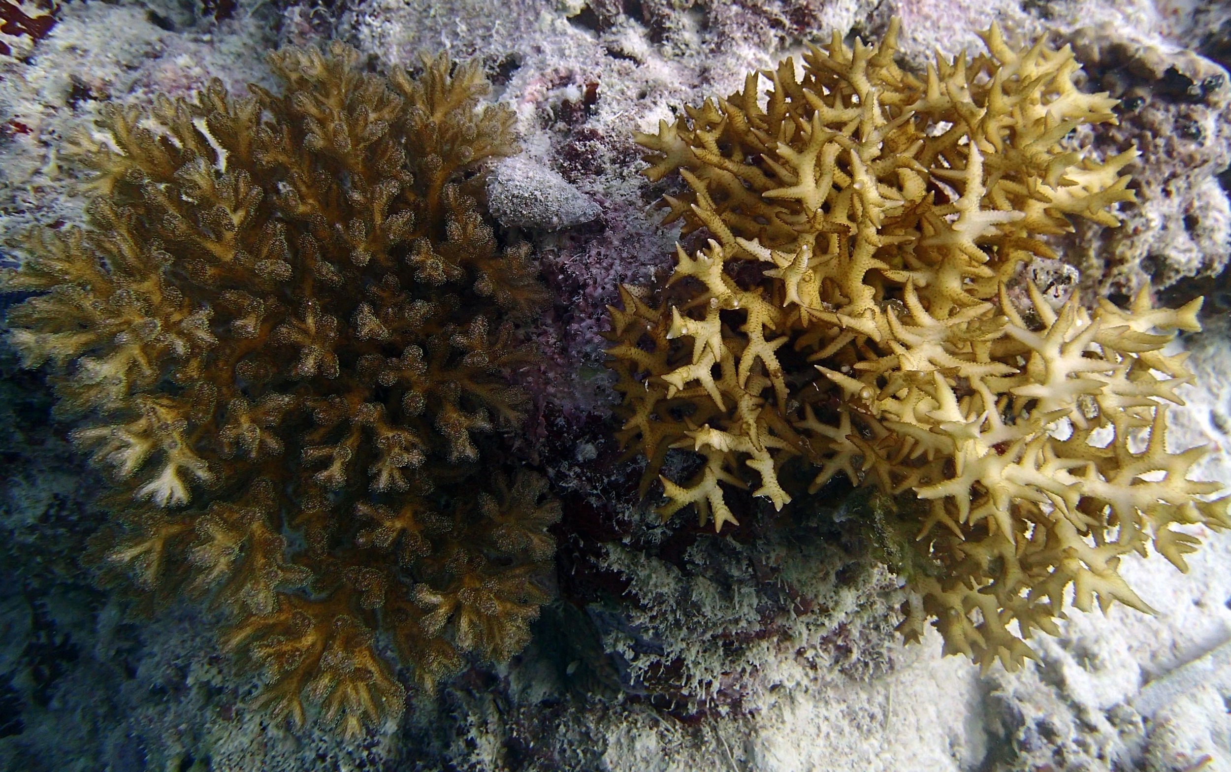 model corals.jpg
