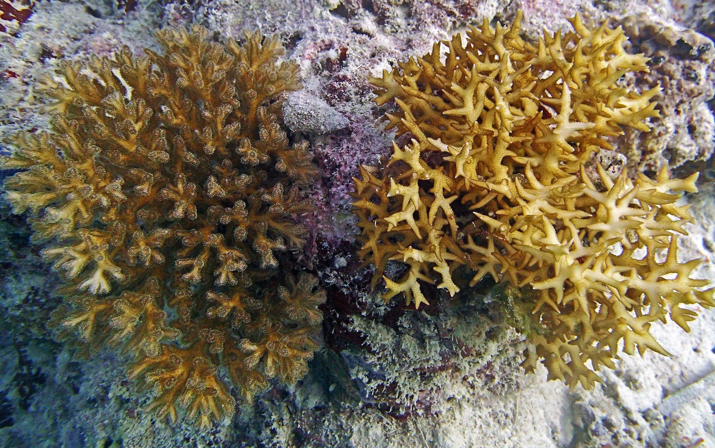 model ecophys corals.jpg