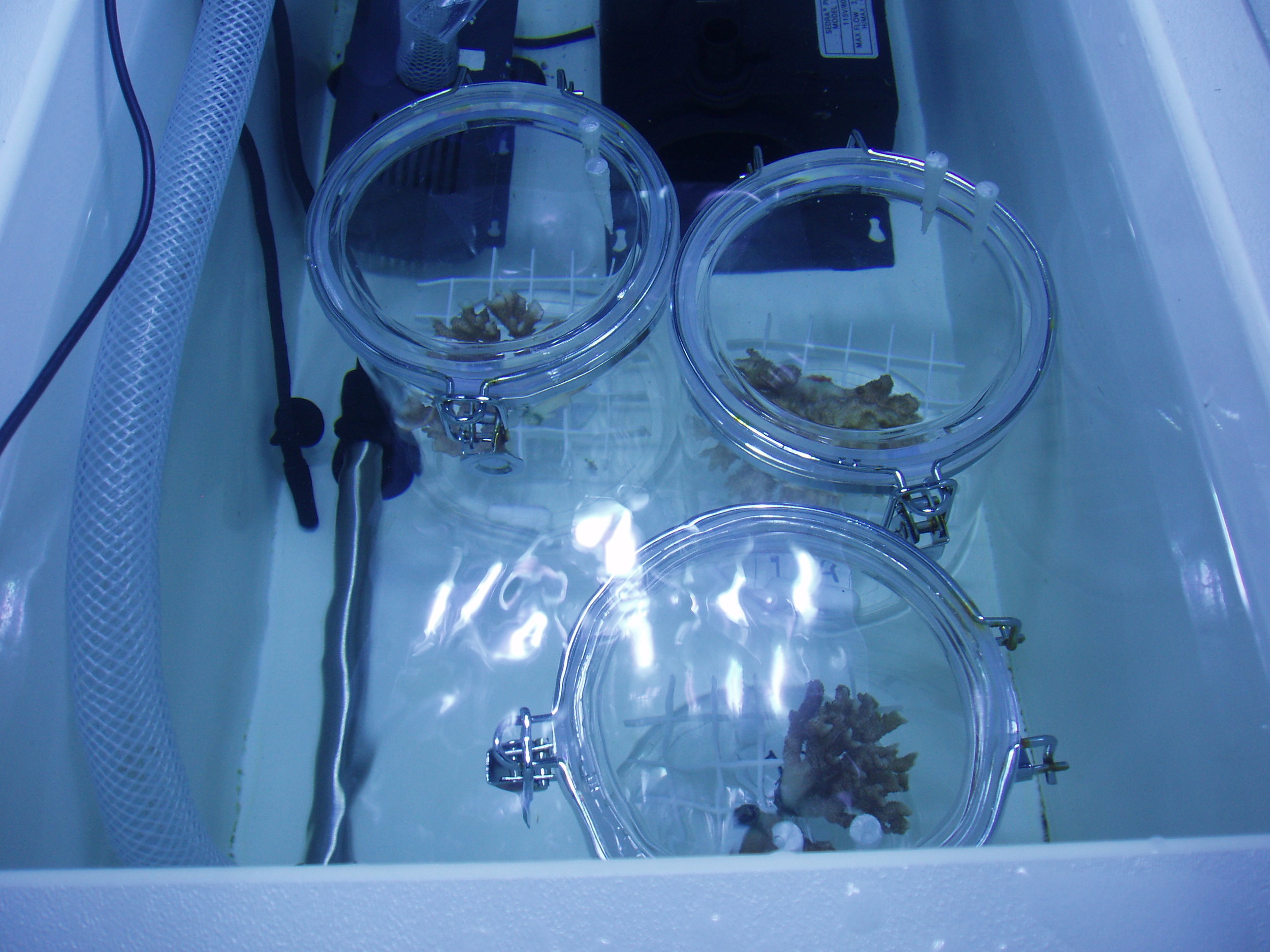 coral in respiration chambers.JPG