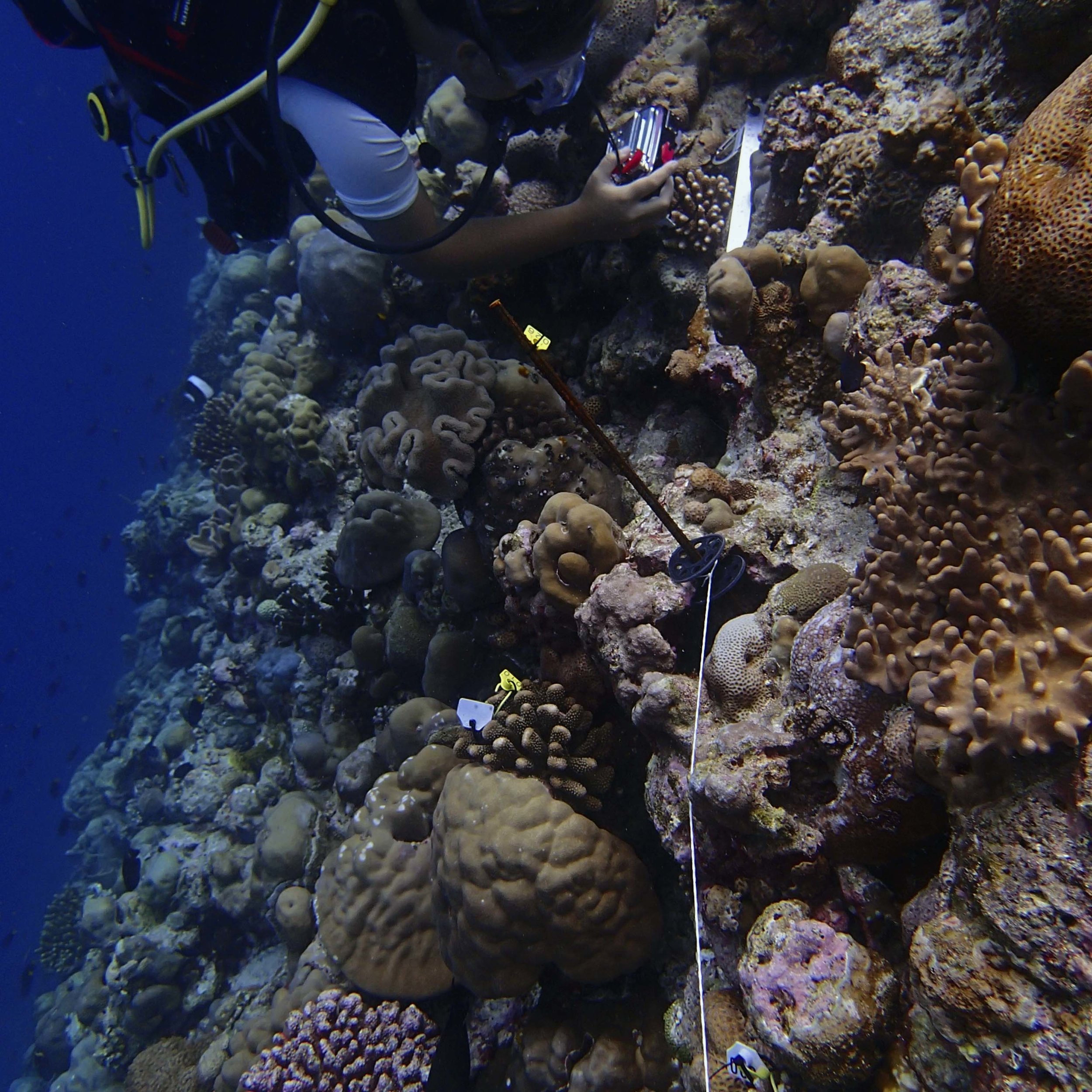 reef ecology.jpg