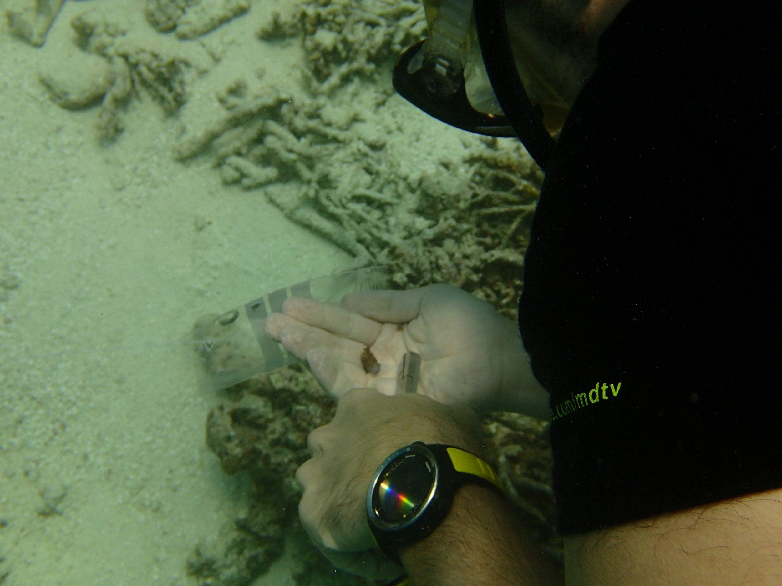 sampling a coral.JPG