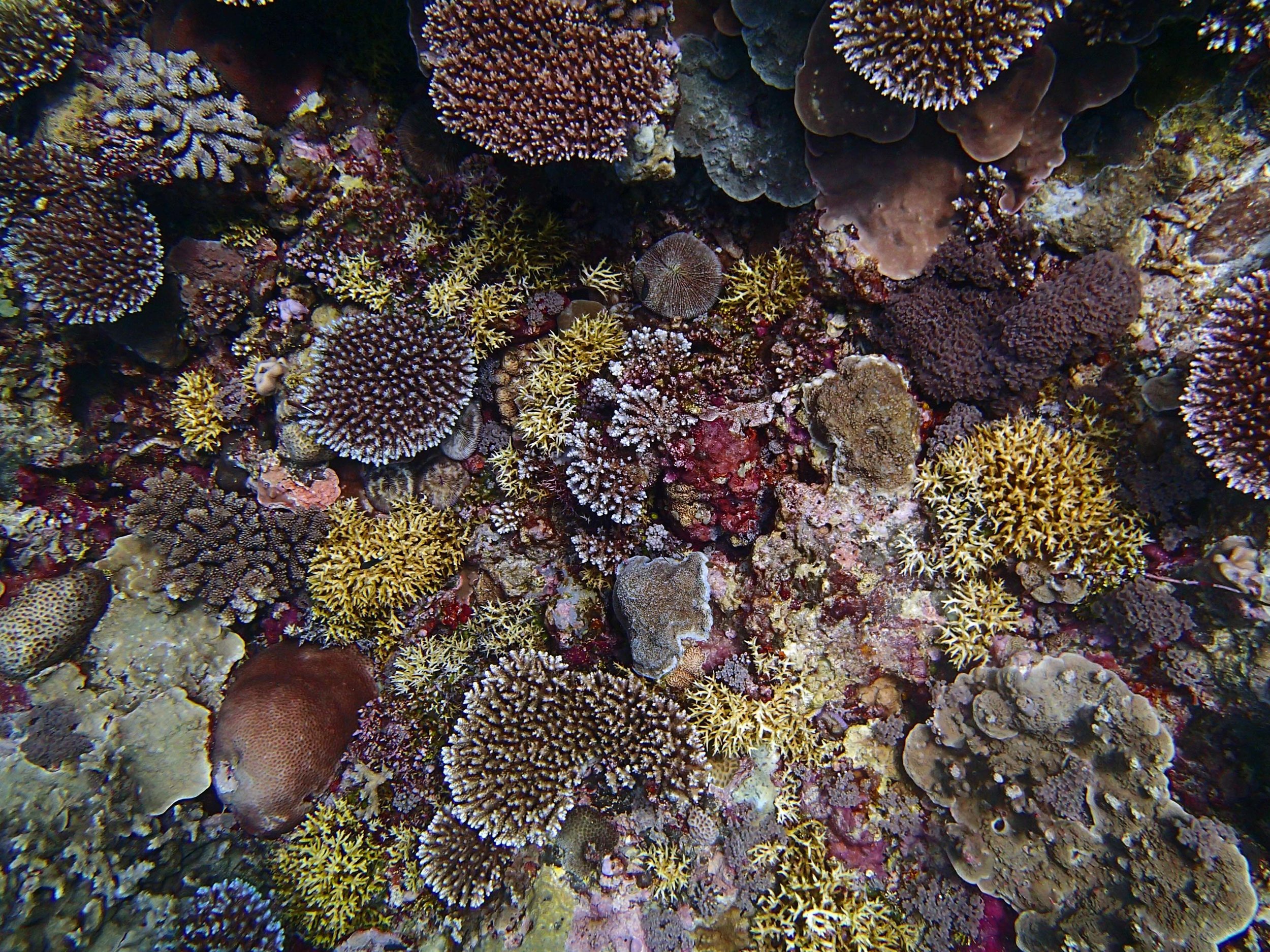 Seriatopora dominated reef.jpg