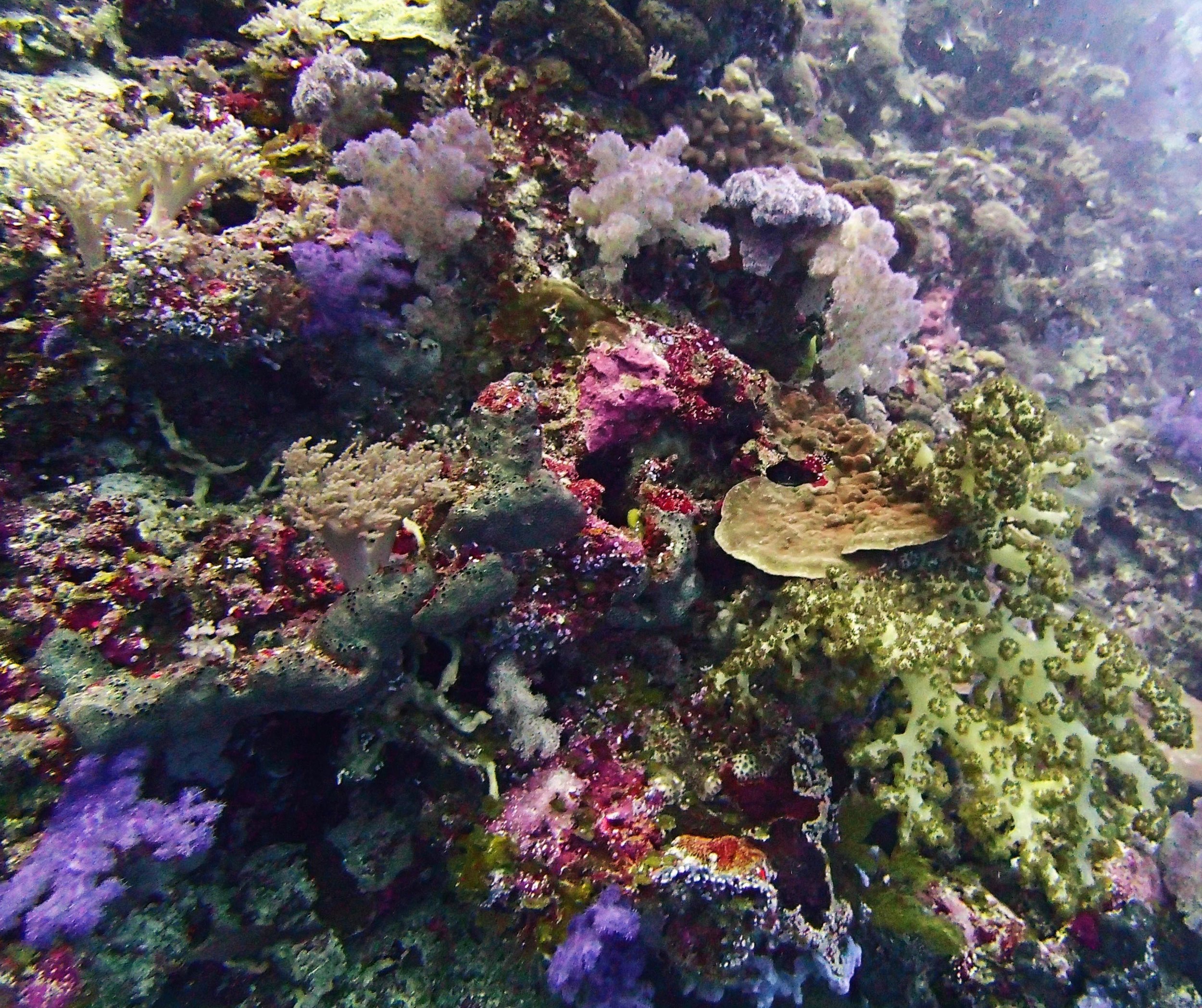 soft corals in Palau.jpg