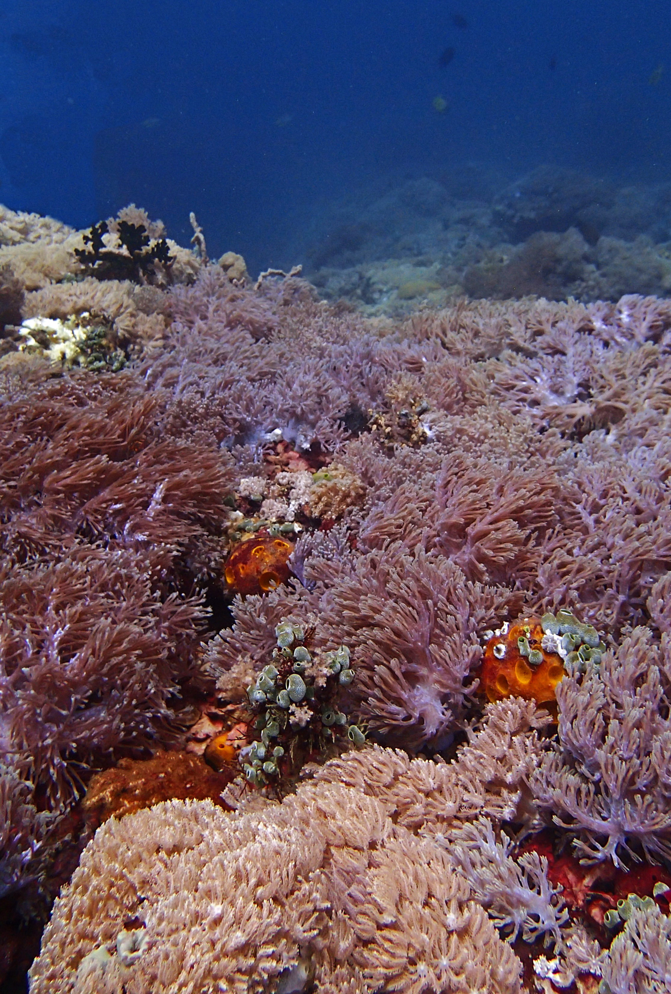 amazing soft corals.jpg