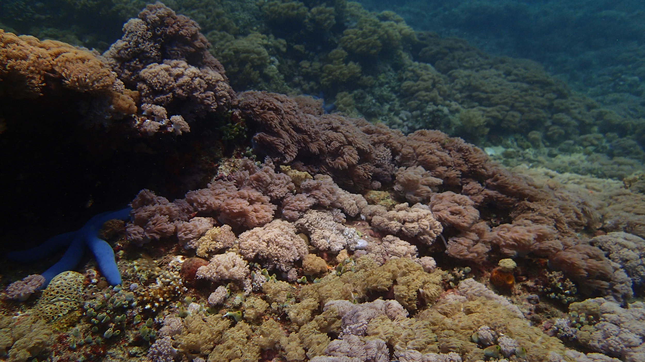 soft corals at Ligpo.jpg