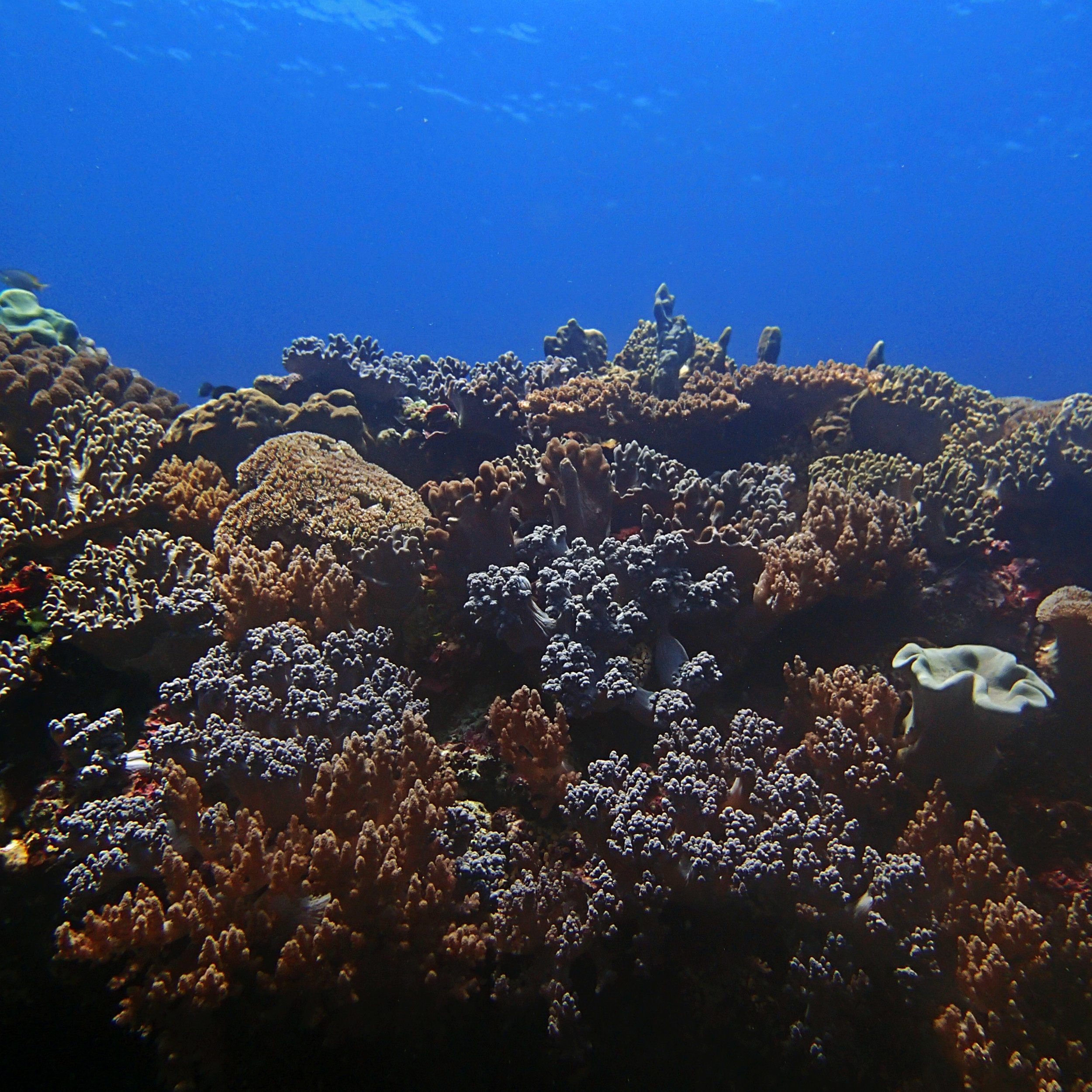 soft corals of Dongsha.jpg