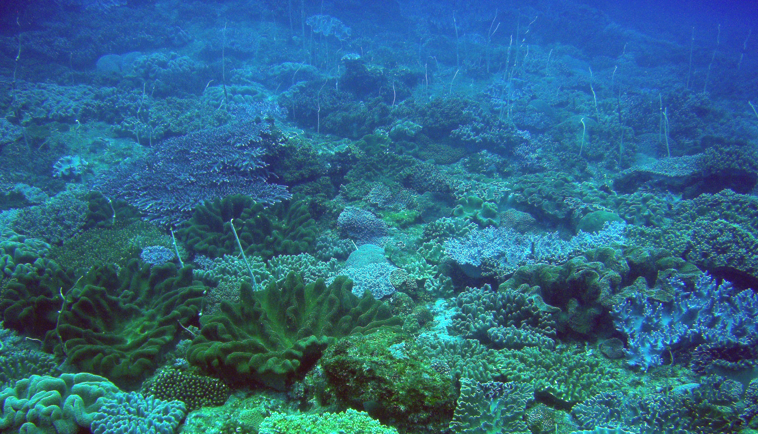 coral diversity.jpg