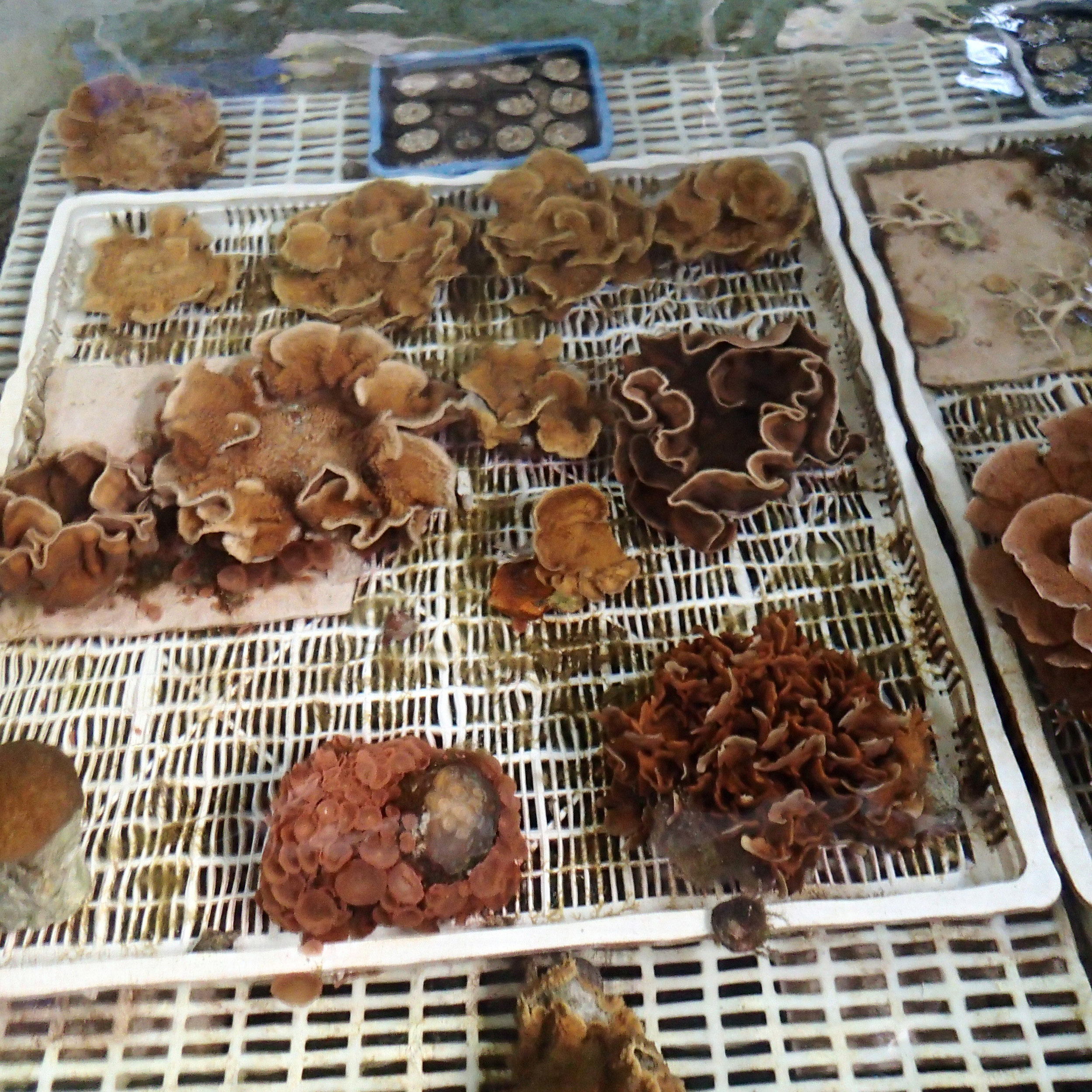corals in mesocosmjpg