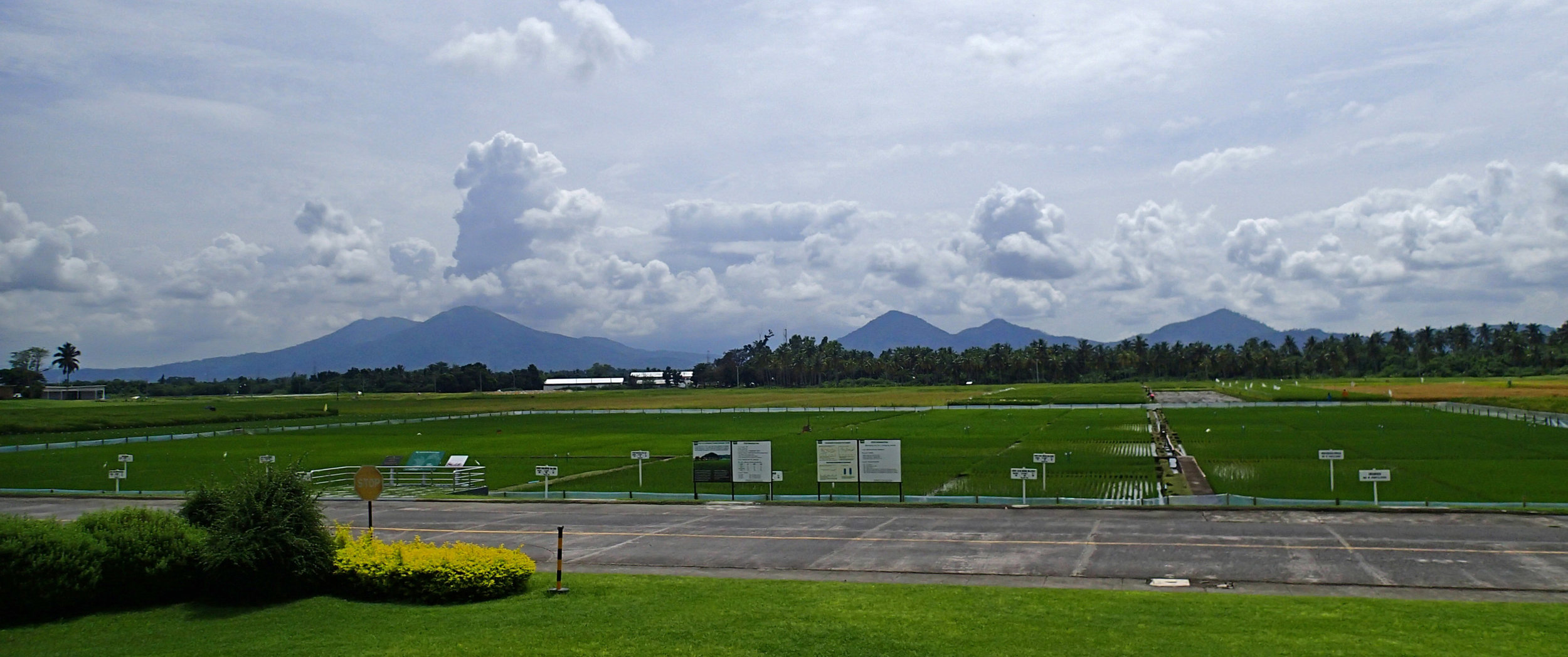 experimental rice fields.jpg