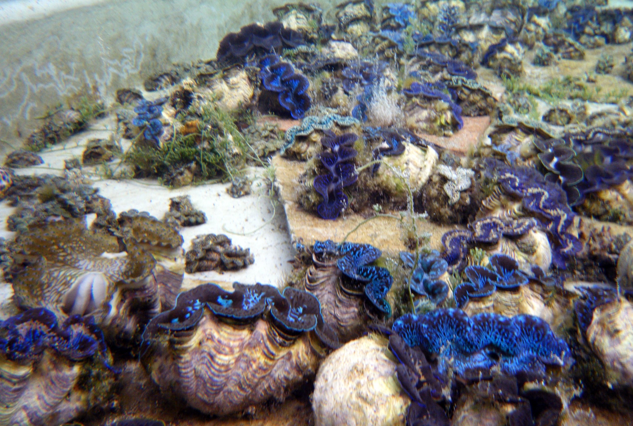 giant clams at Aiutaki.jpg
