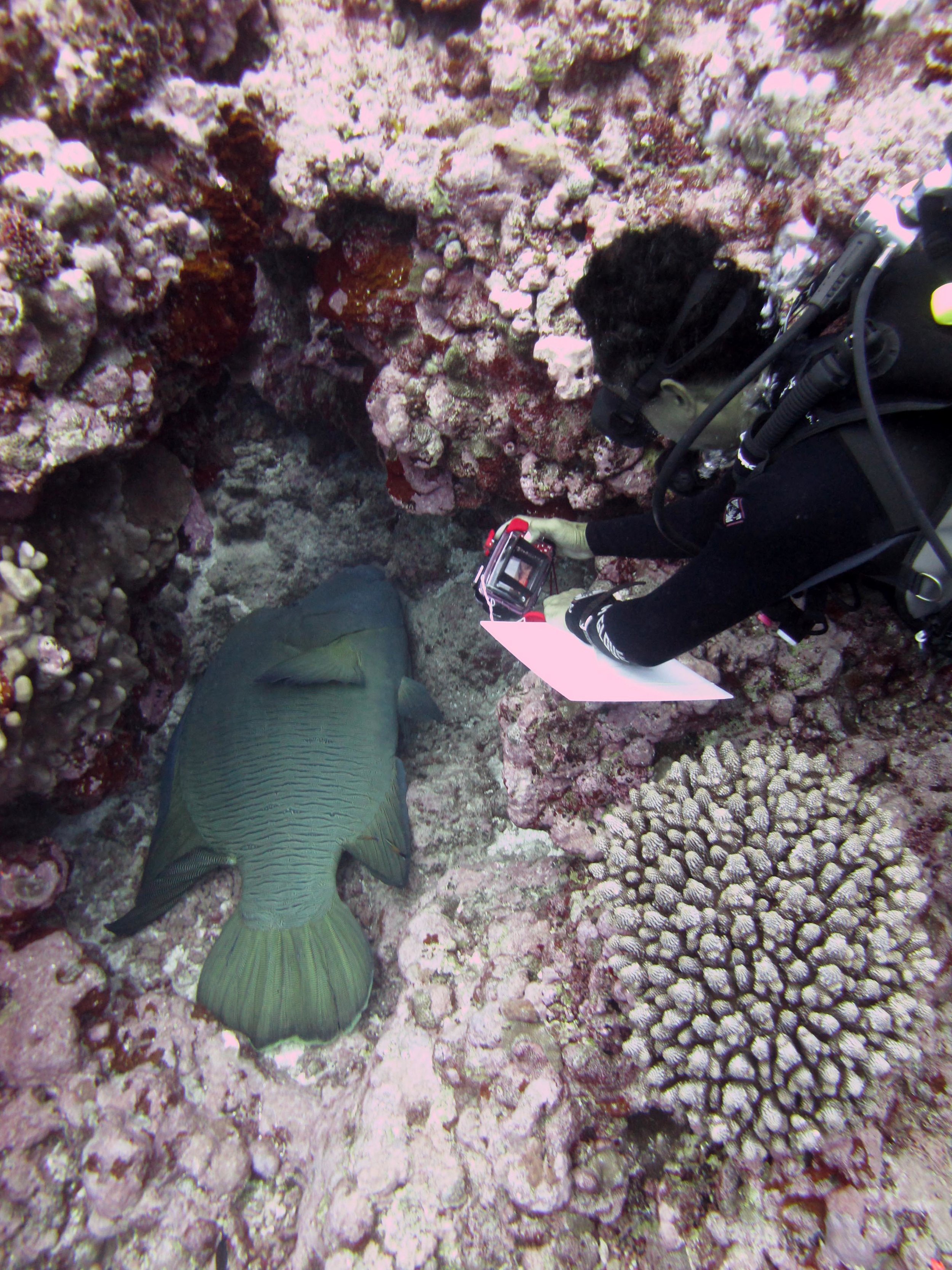 Badi and Napoleon wrasse.jpg