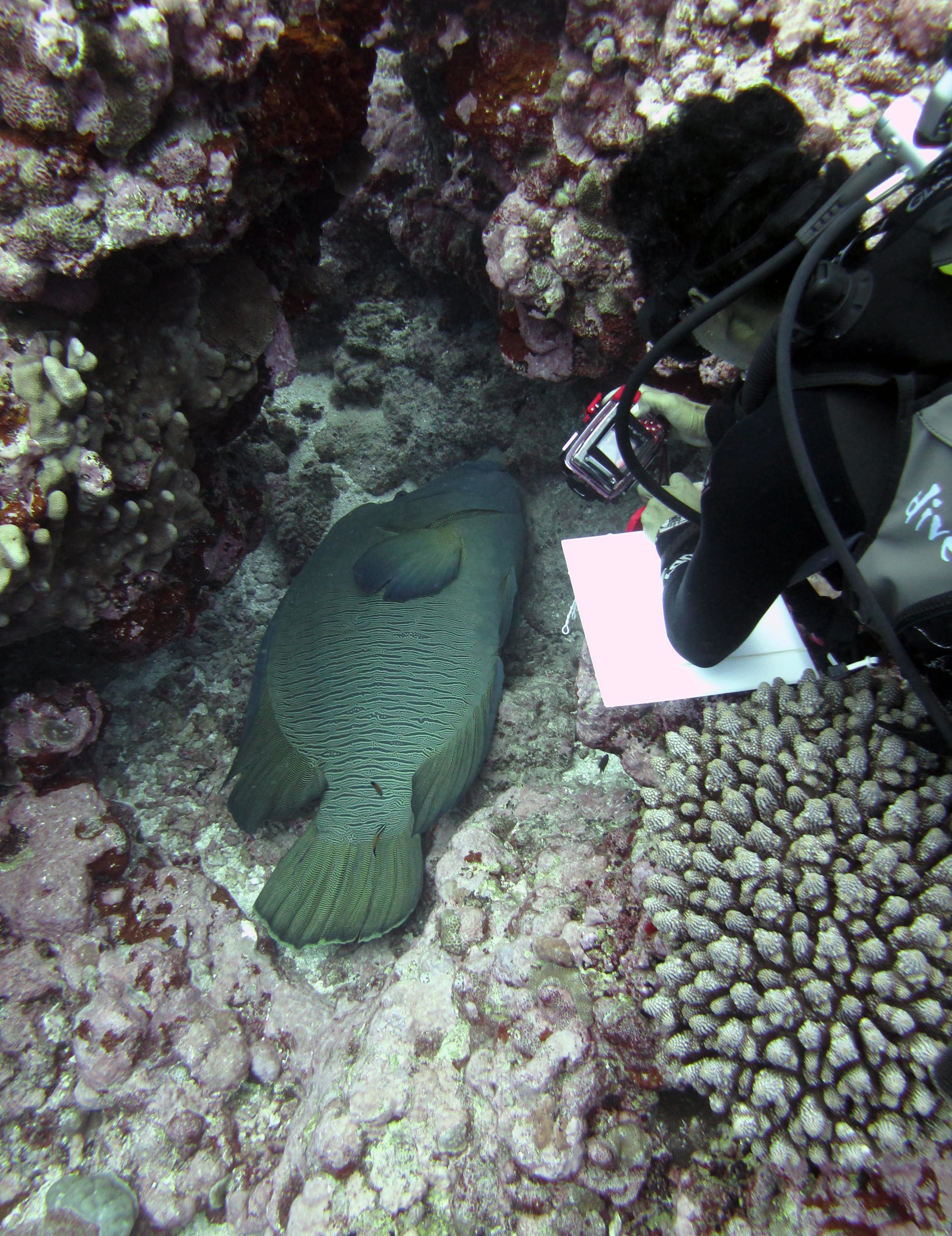 Badi and the monster wrasse.jpg