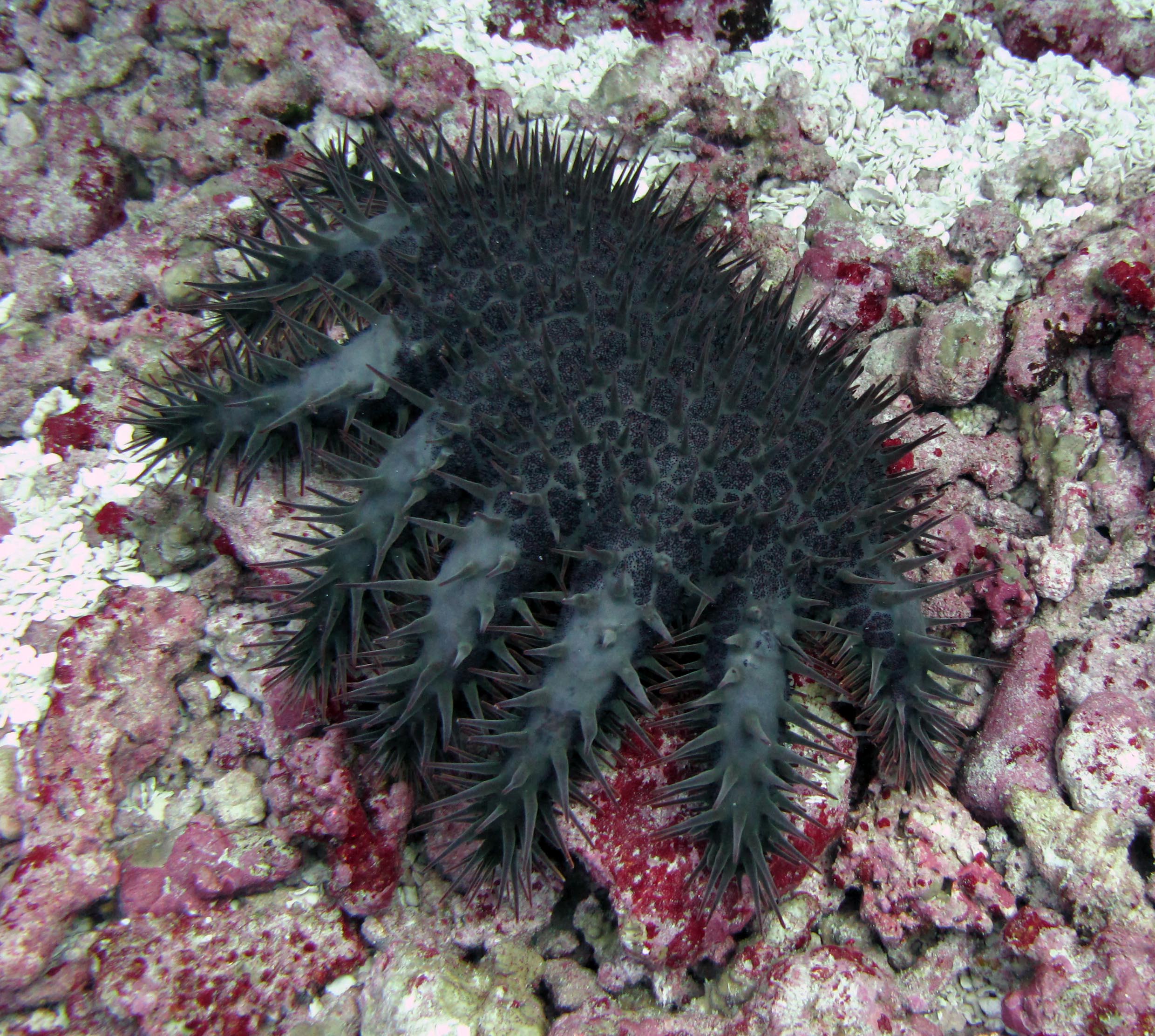 crown of thorns starfish.jpg