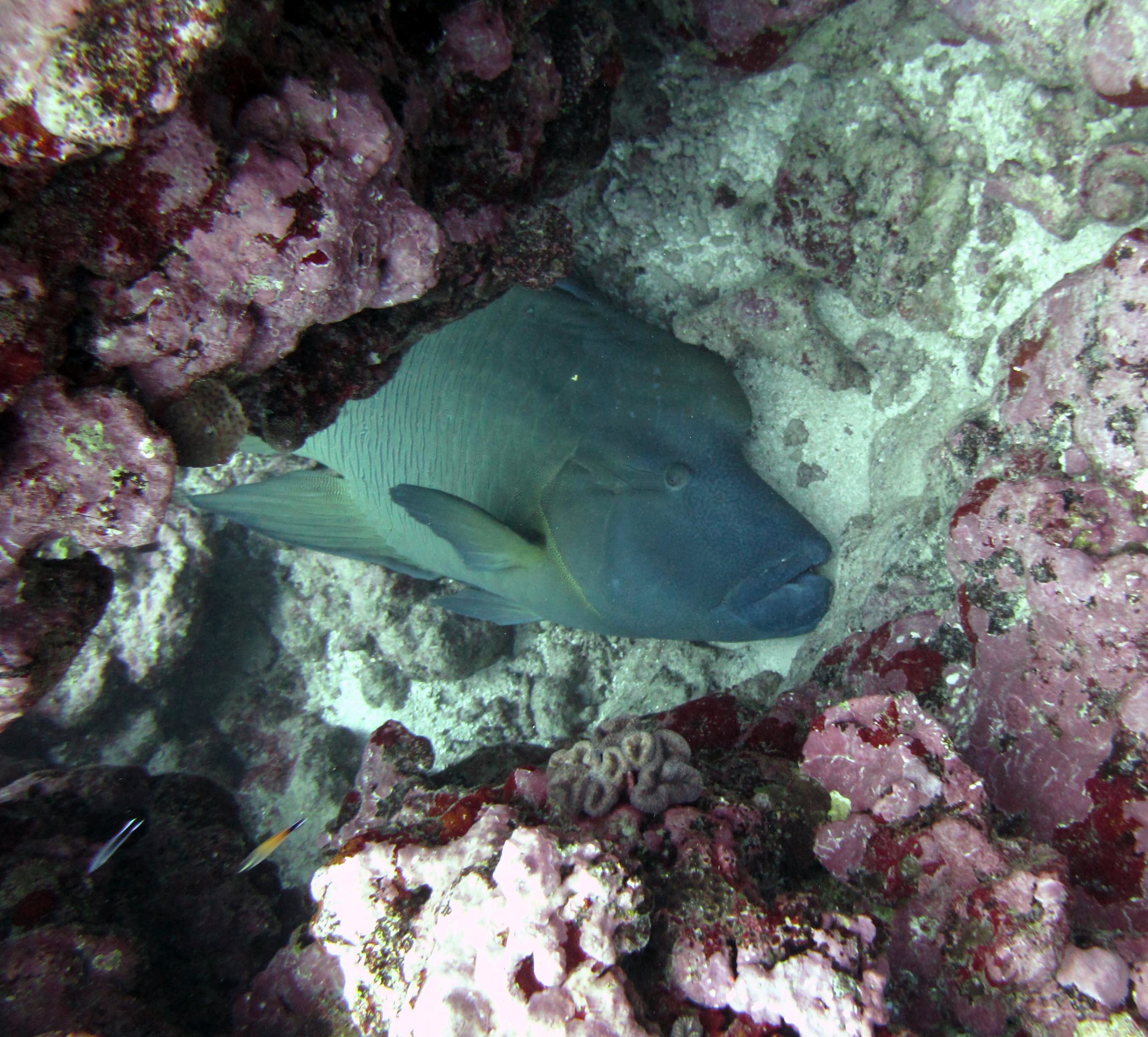 Napoleon wrasse.jpg