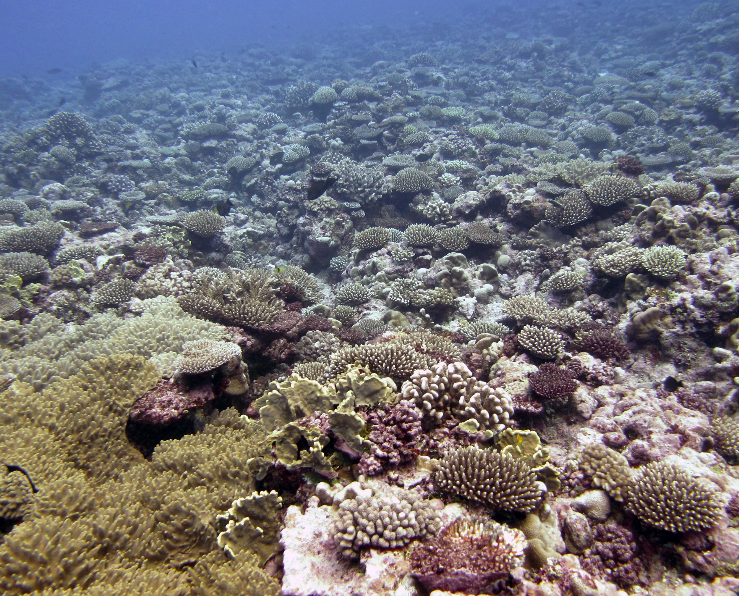 pre-COTS reef.jpg