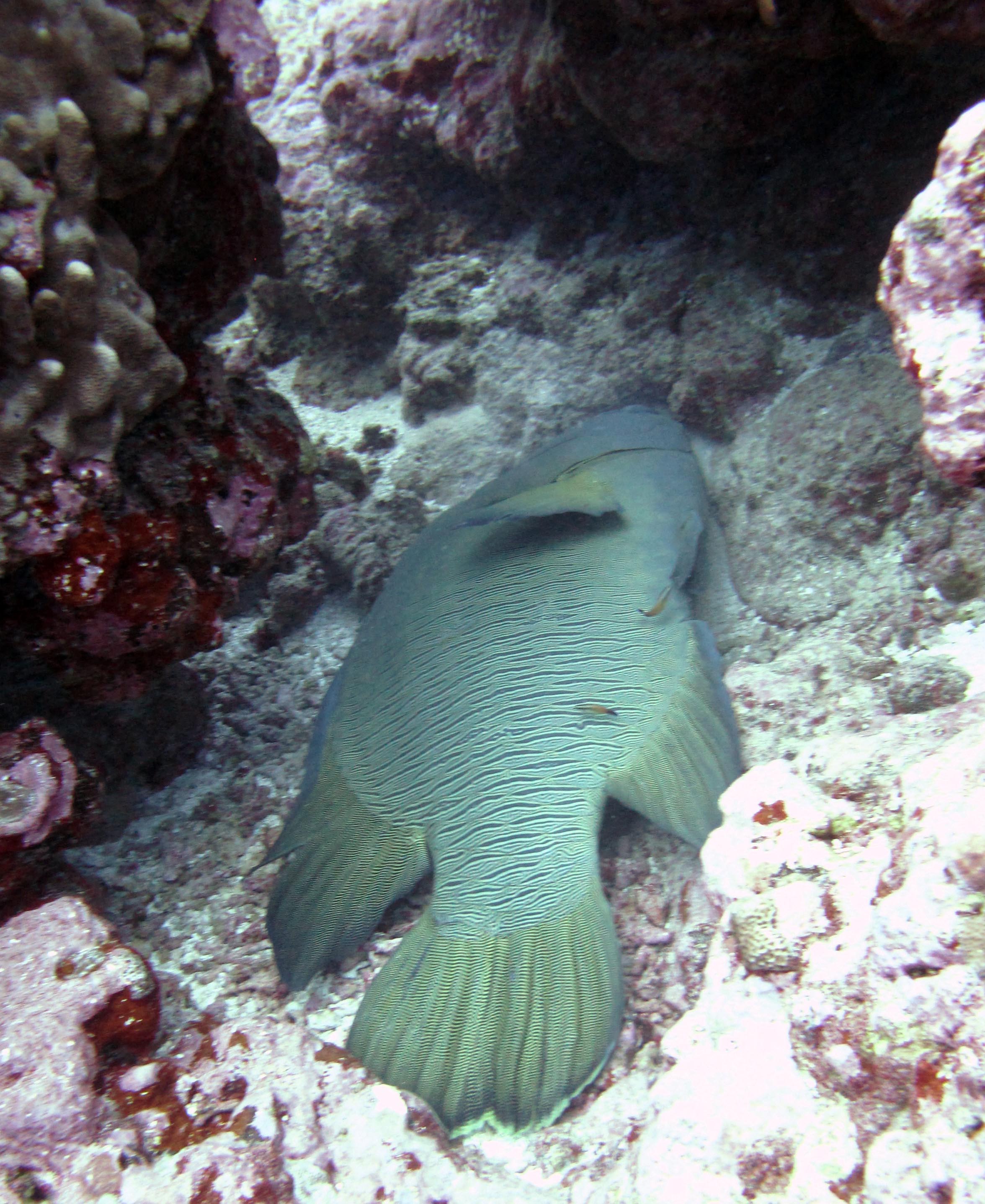 wrasse cleaning station.jpg