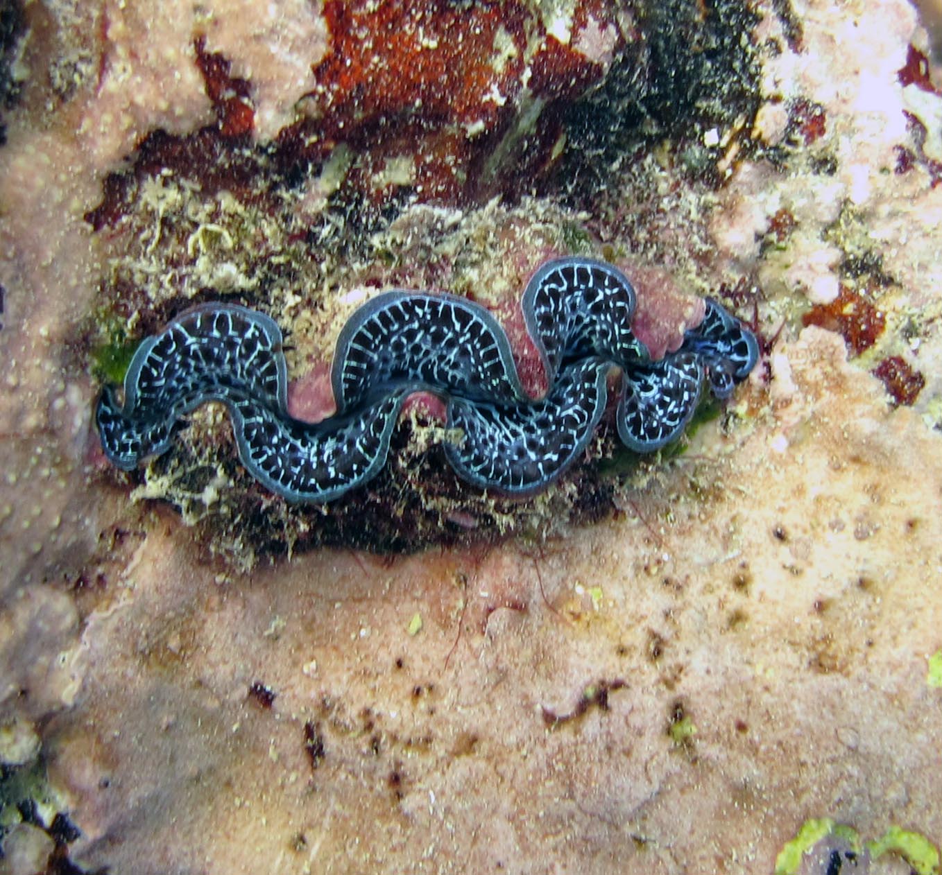 giant clam.jpg