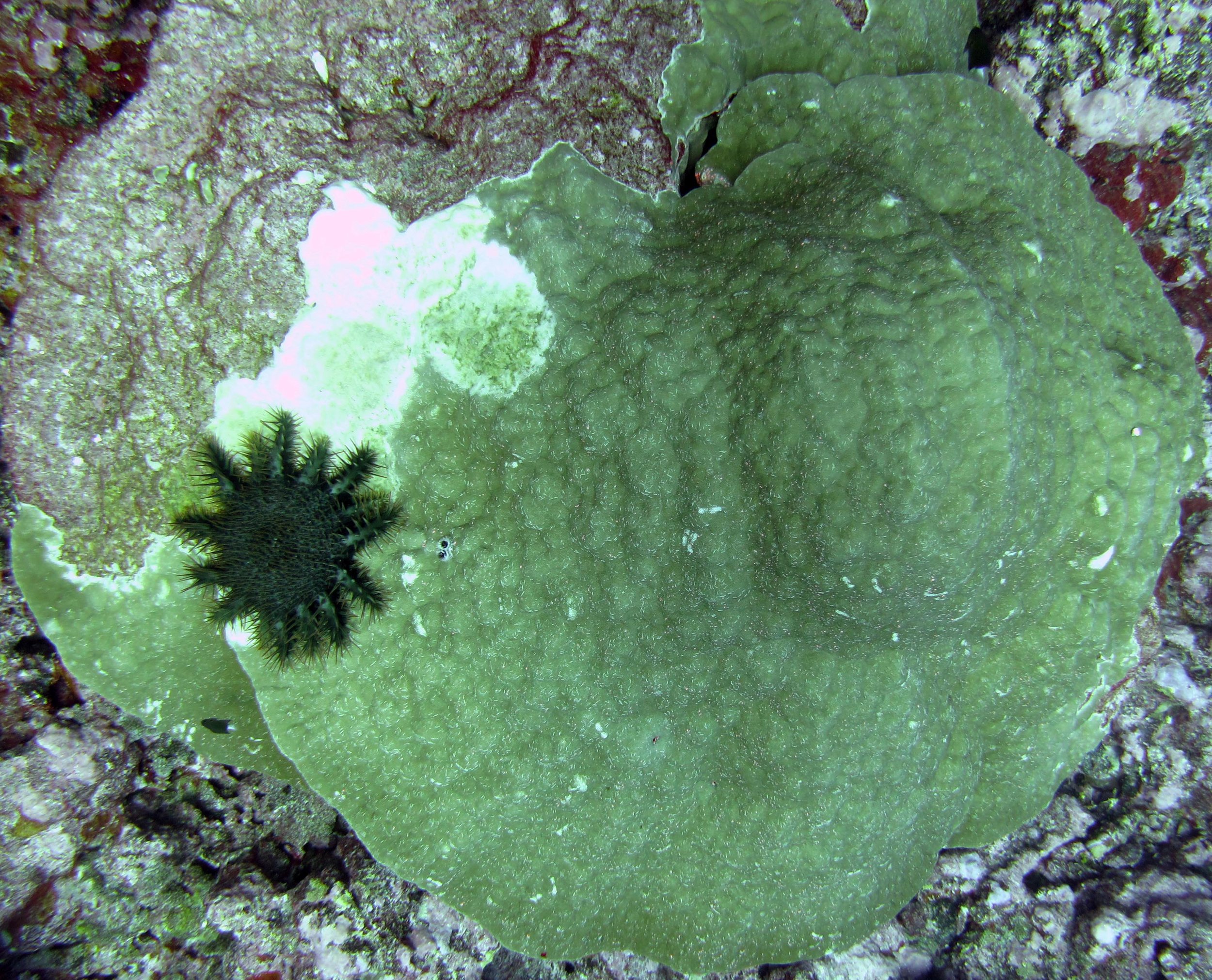 COTS and Porites lobata.jpg