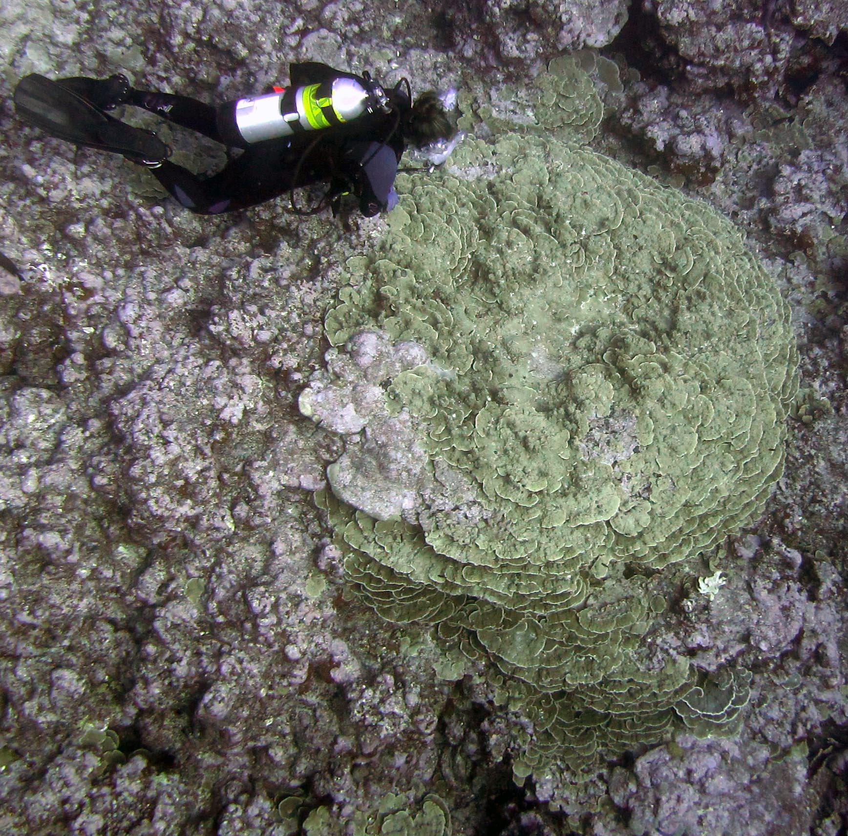 Renee and giant porites.jpg