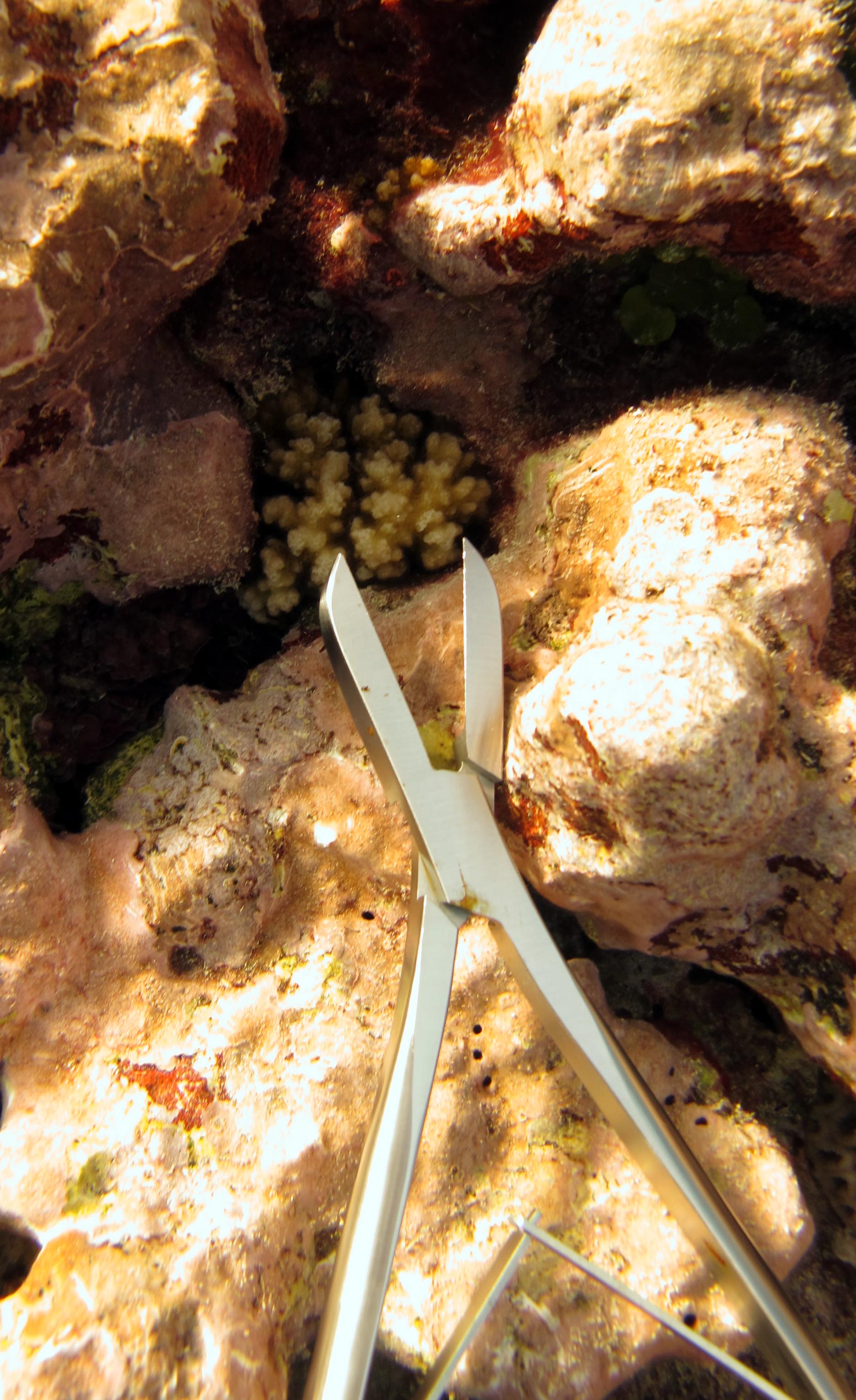colony 99 ( P. acuta ) from site CIAT15