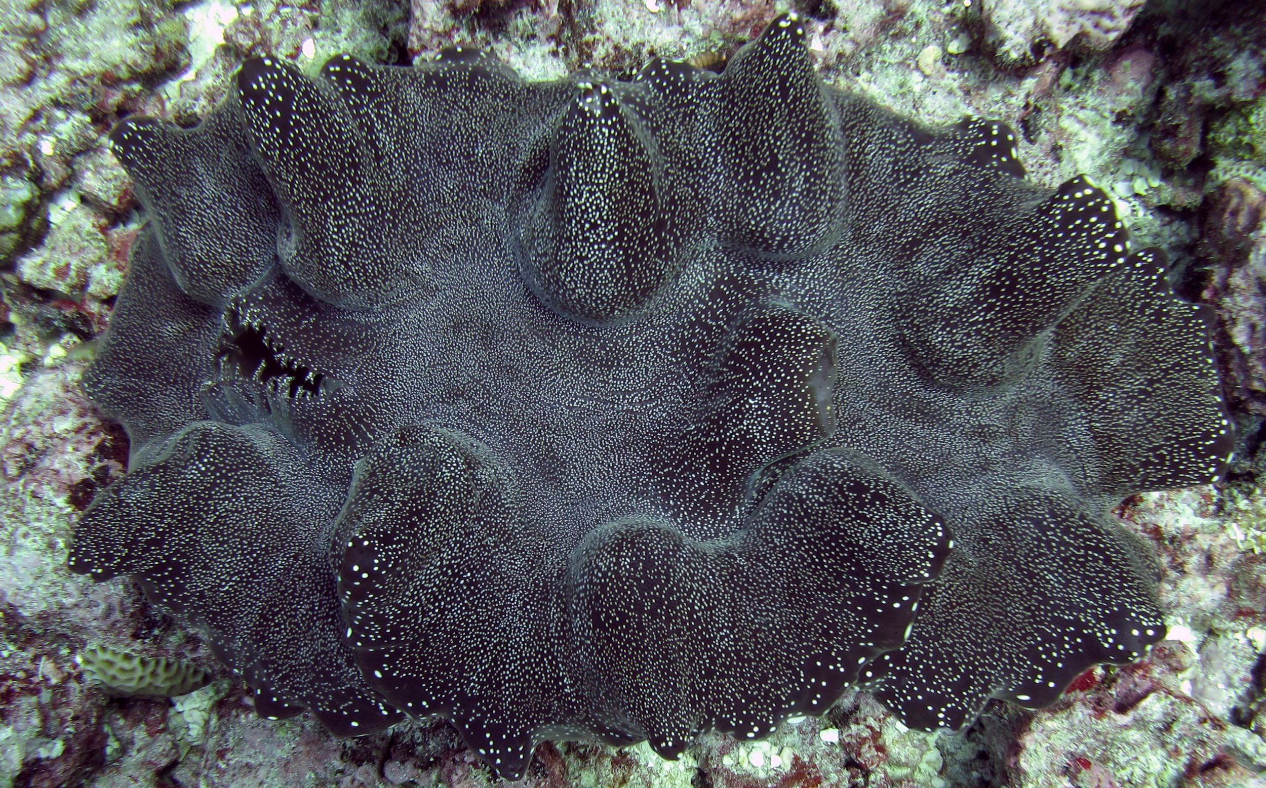 giant clam.jpg