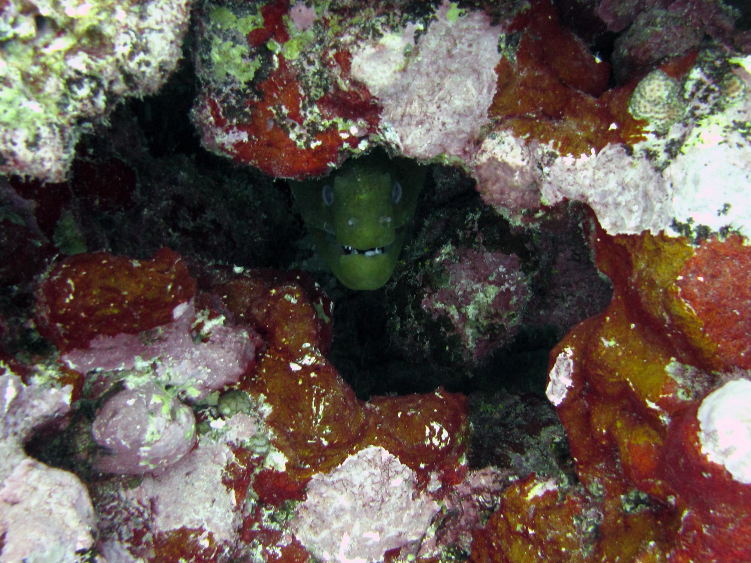 massive moray.jpg