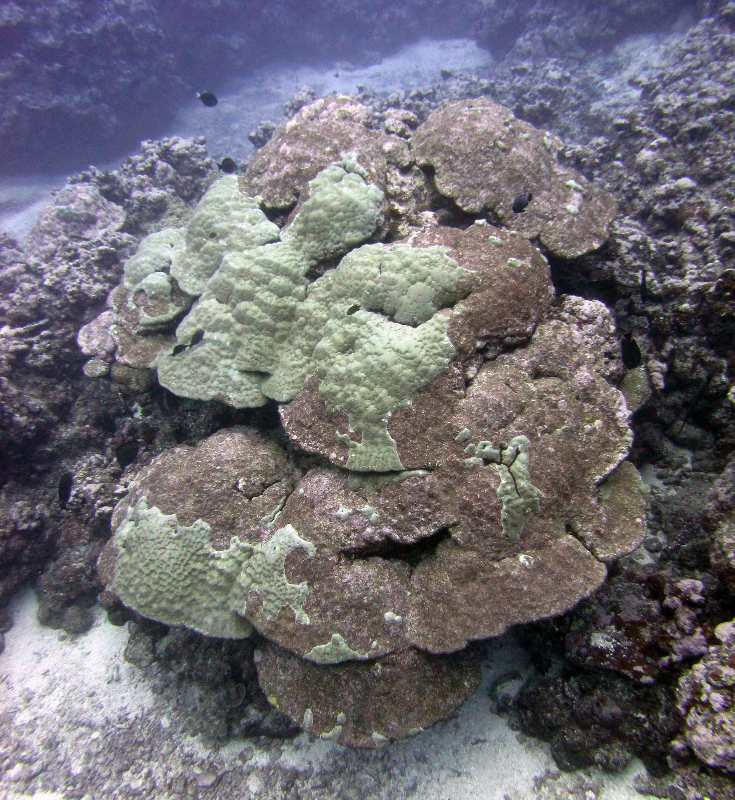 massive, dead porites.jpg