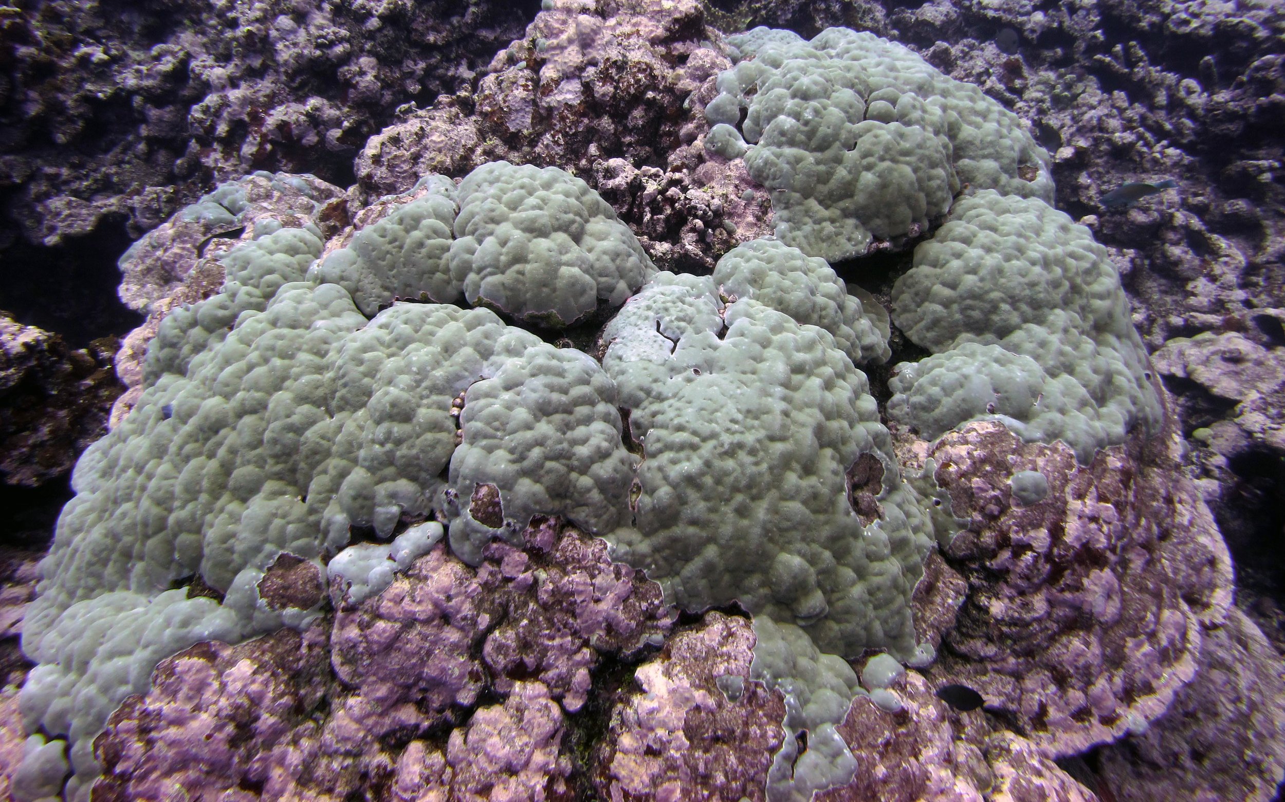 recovering porites.jpg