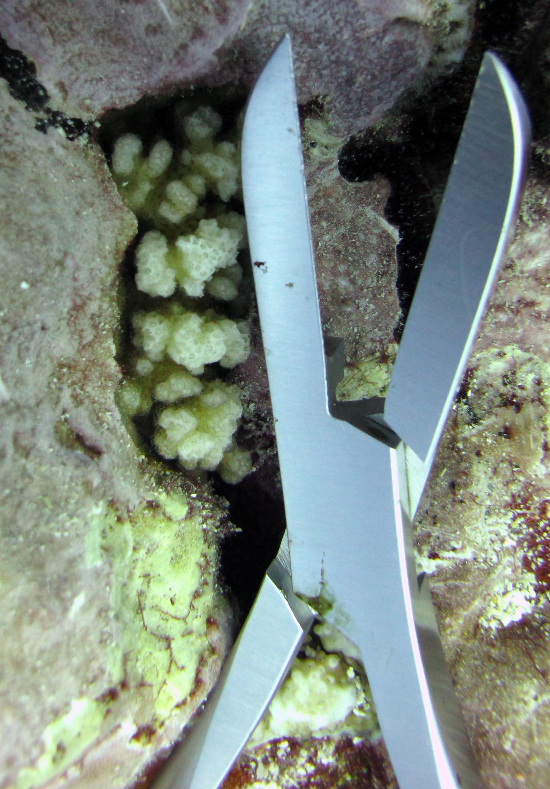 colony 102