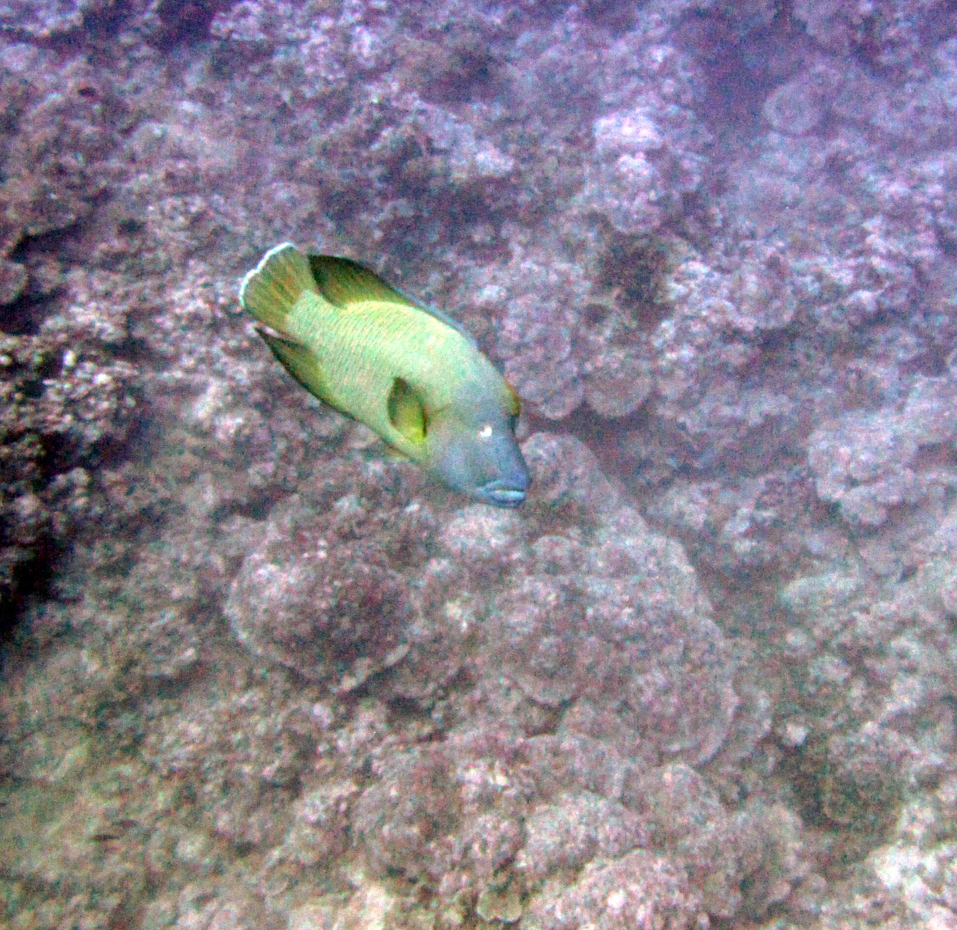 Napoleon wrasse.jpg