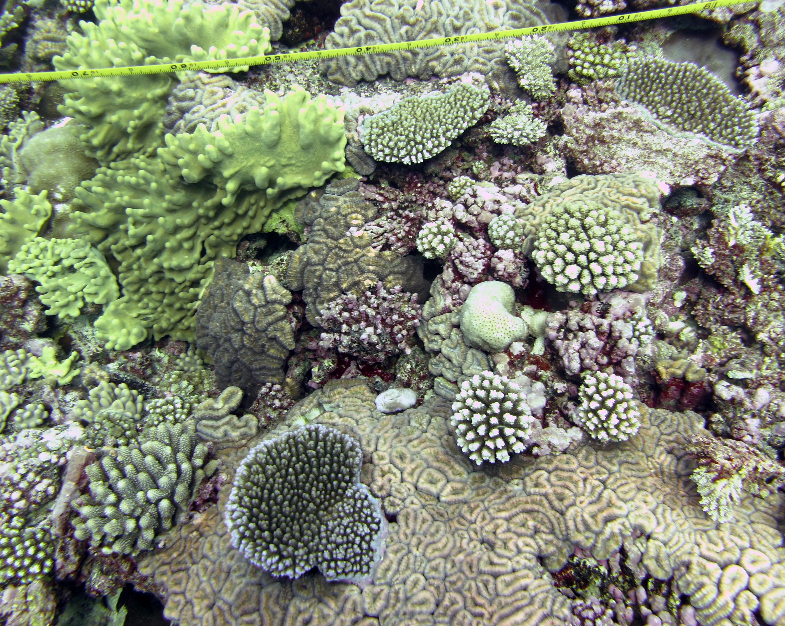 corals on transect.jpg