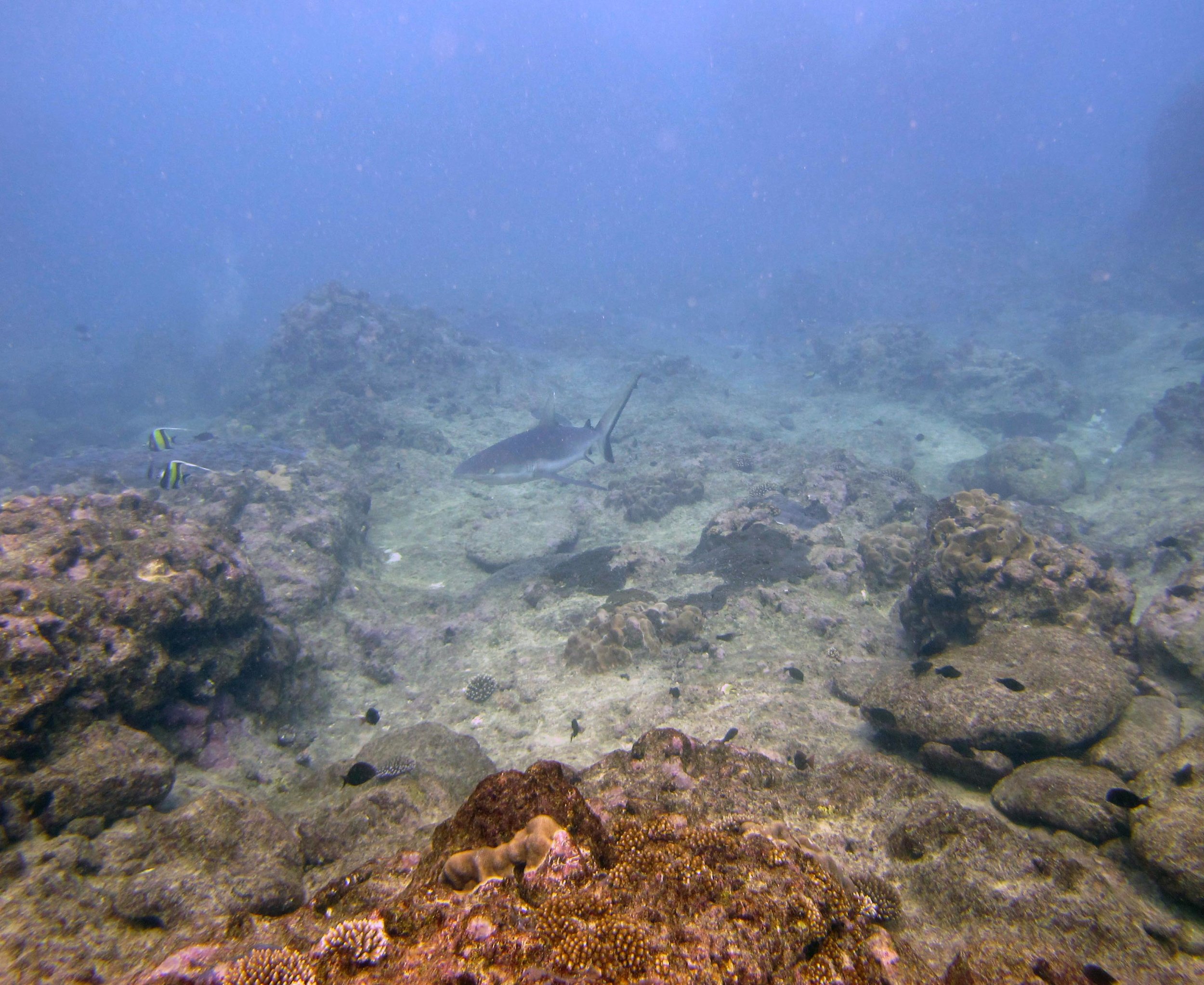 grey reef shark.jpg