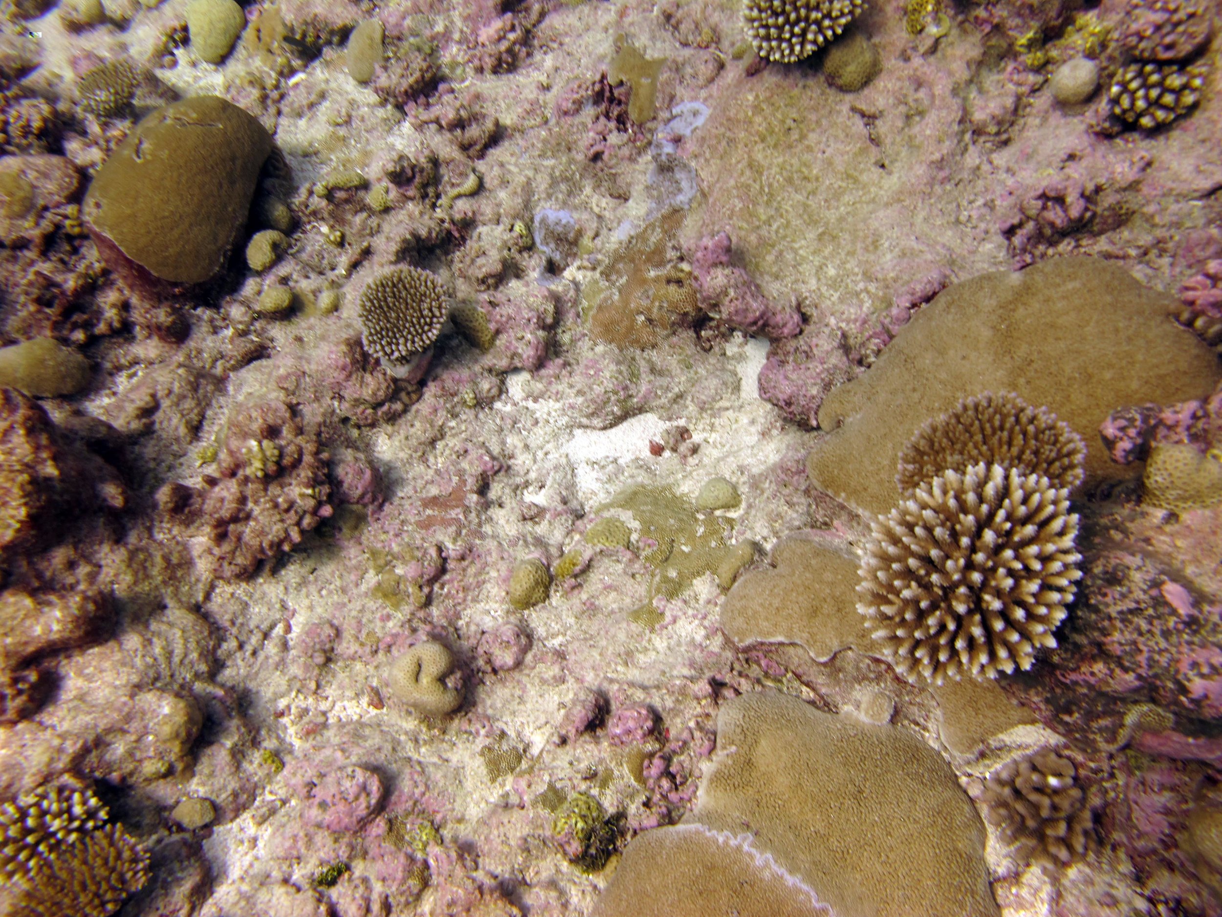 less coral at 5 m.jpg