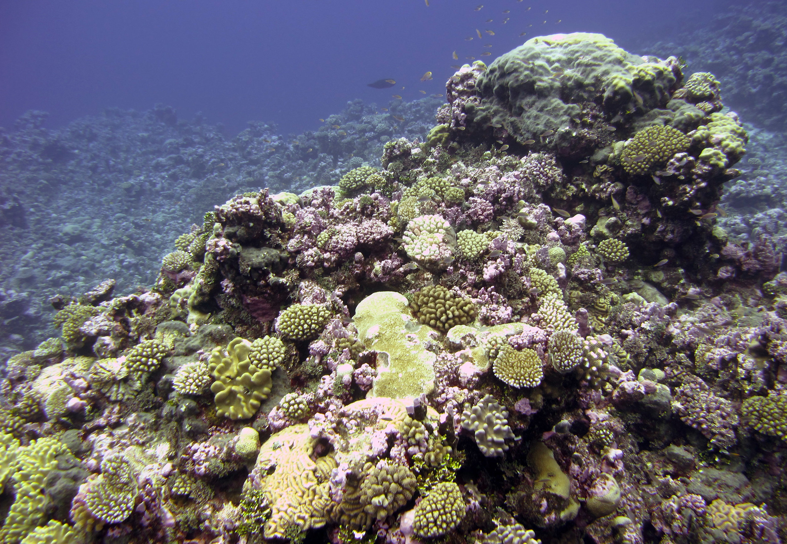 spectacular pillar of coral.jpg